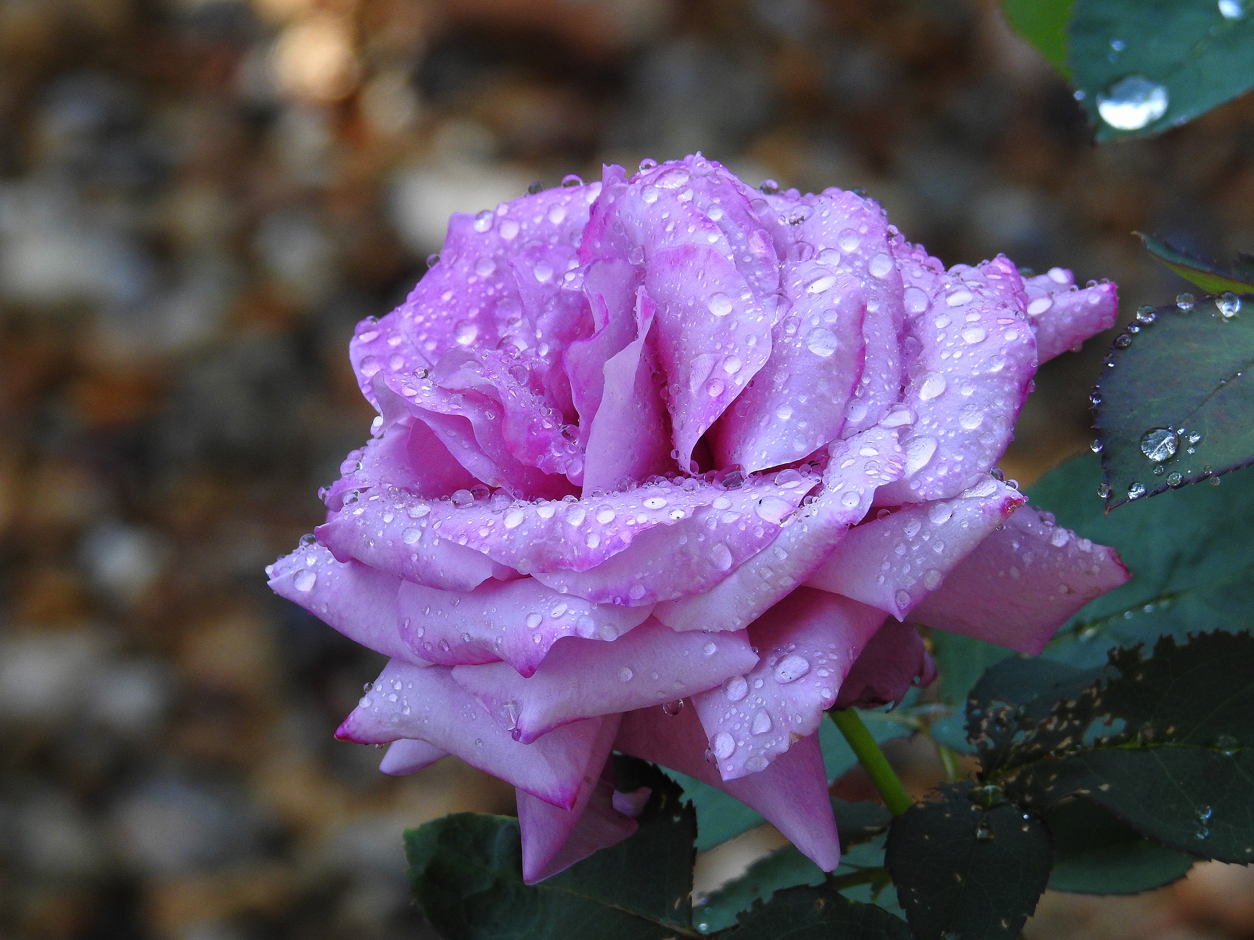Free download wallpaper Flowers, Rose, Earth, Petal, Purple Flower, Water Drop on your PC desktop