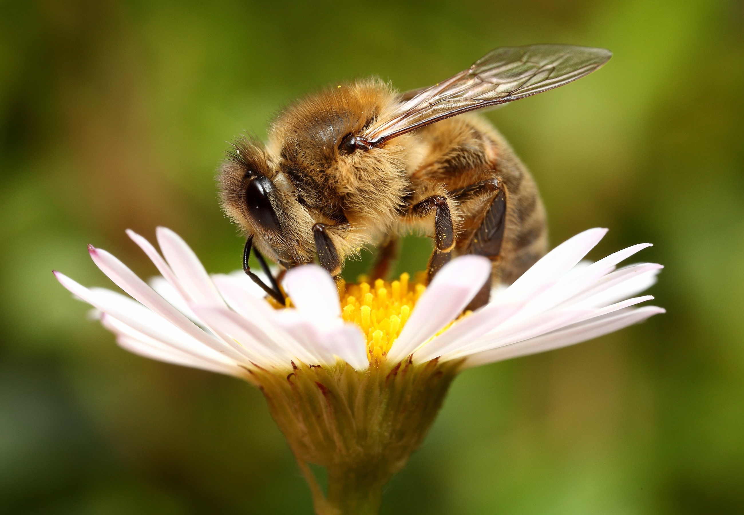 Скачать обои бесплатно Пчела, Цветок, Макро, Фон картинка на рабочий стол ПК