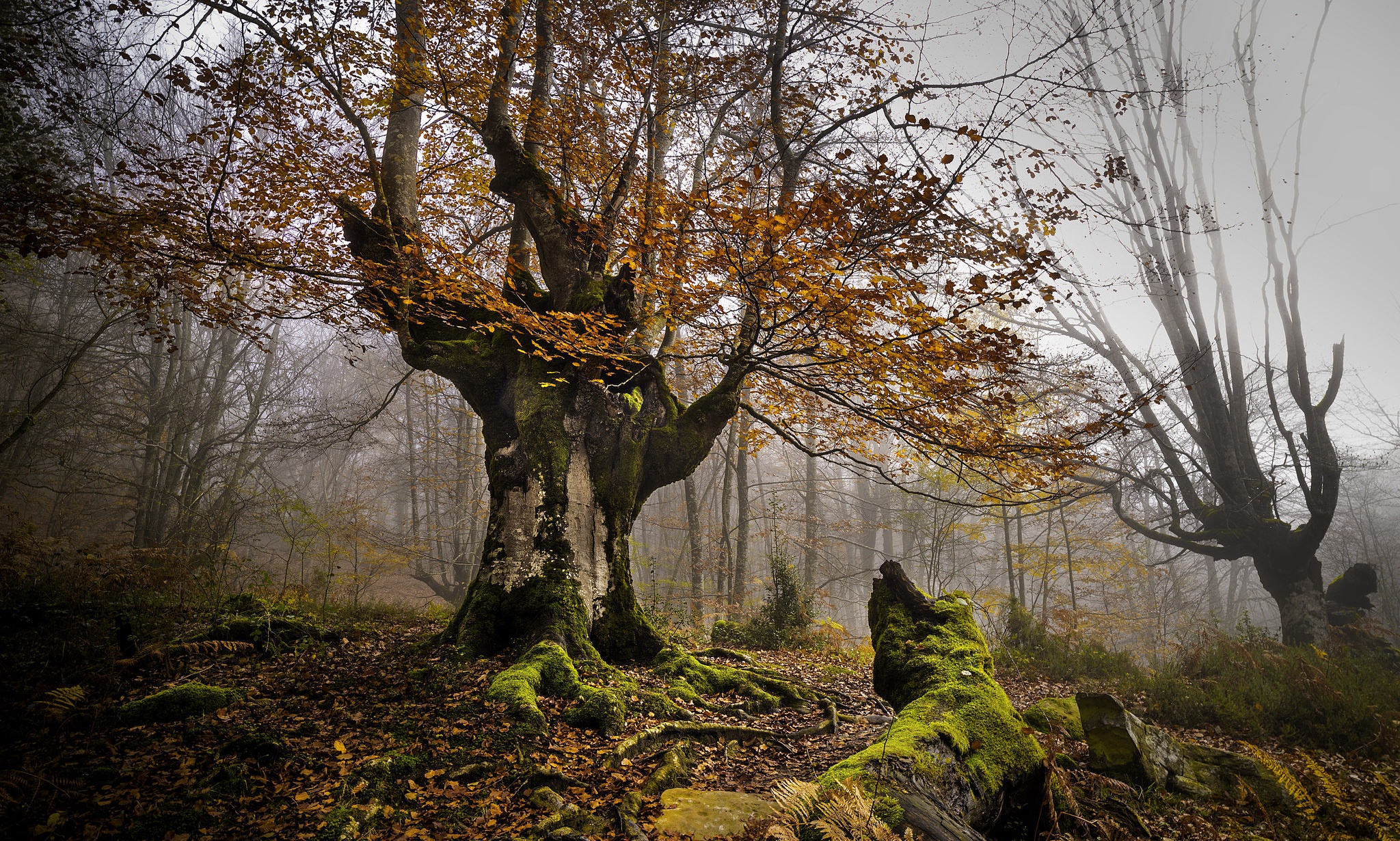 Скачать картинку Природа, Деревья, Осень, Лес, Дерево, Ветка, Земля/природа в телефон бесплатно.