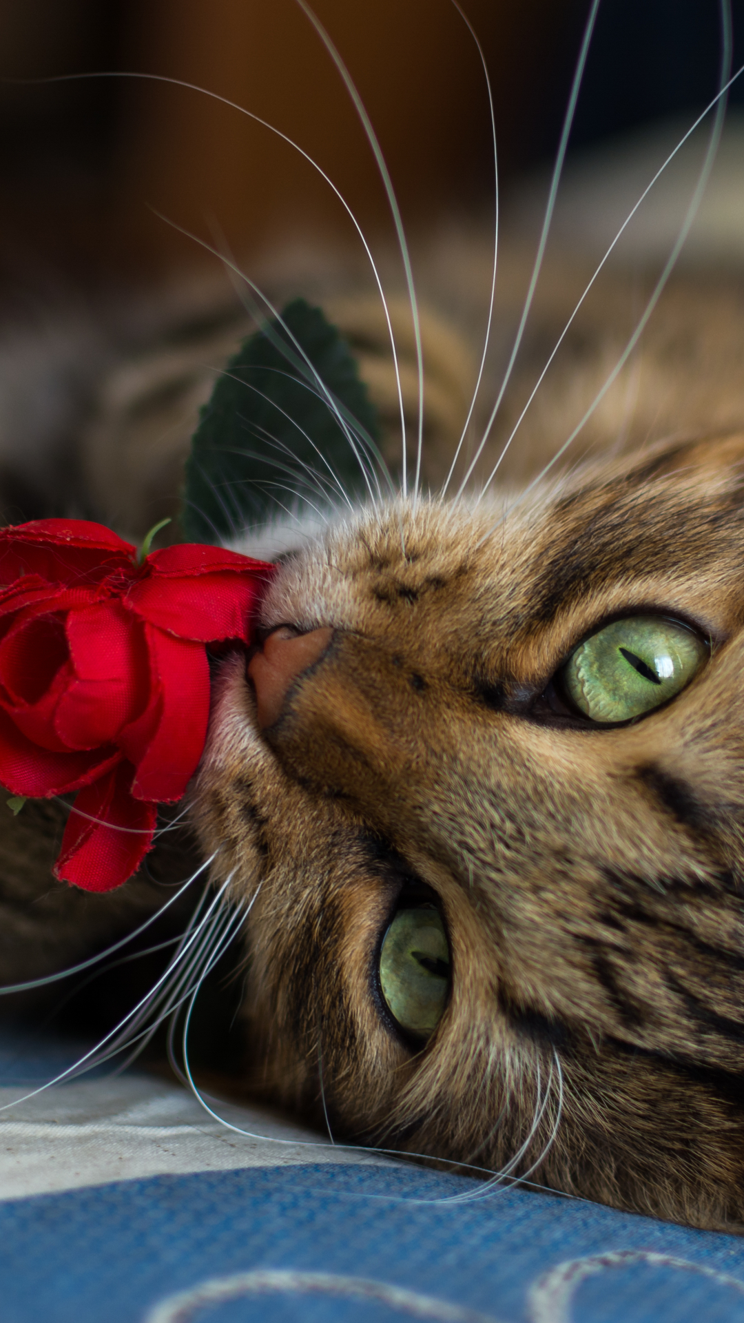 Скачати мобільні шпалери Квітка, Кішка, Роза, Тварина, Коти, Вуса безкоштовно.