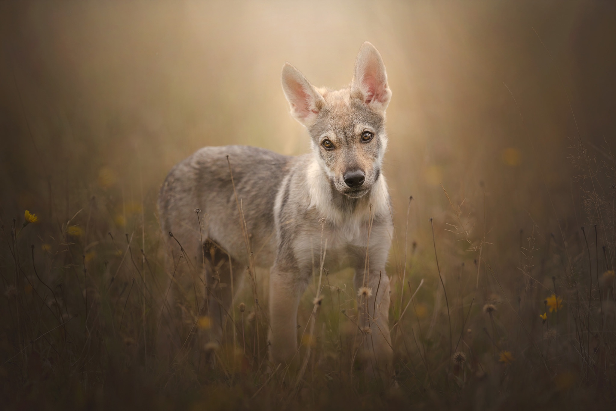483082 Hintergrundbild herunterladen tiere, wolfshund, tierbaby, tschechoslowakischer wolfshund, hund, welpen, hunde - Bildschirmschoner und Bilder kostenlos