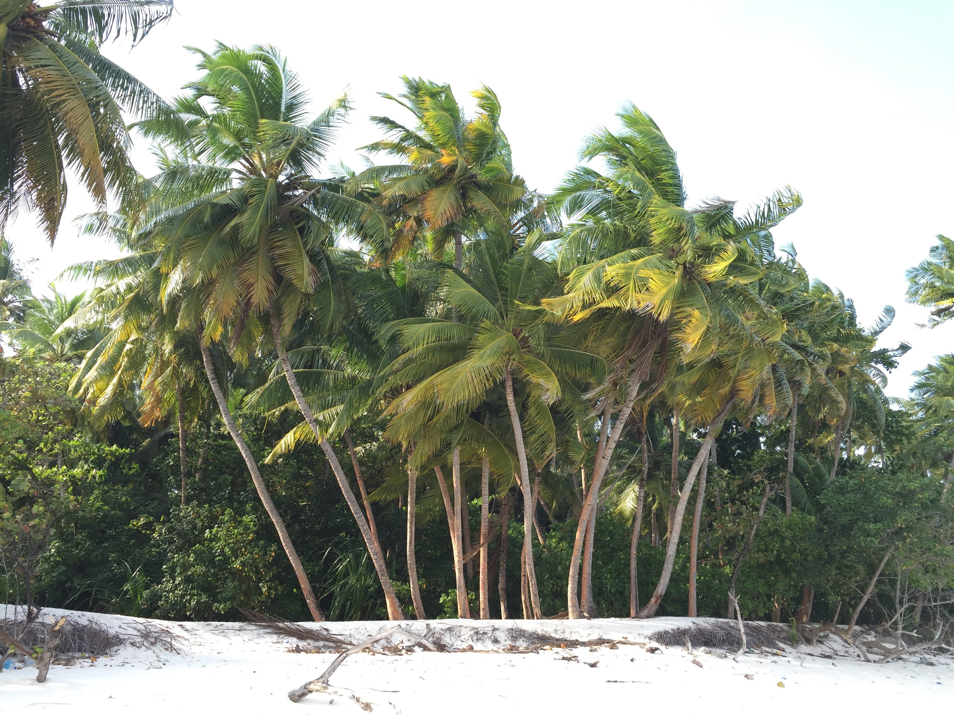 Скачати мобільні шпалери Дерева, Природа, Пальми, Пісок, Пляж безкоштовно.