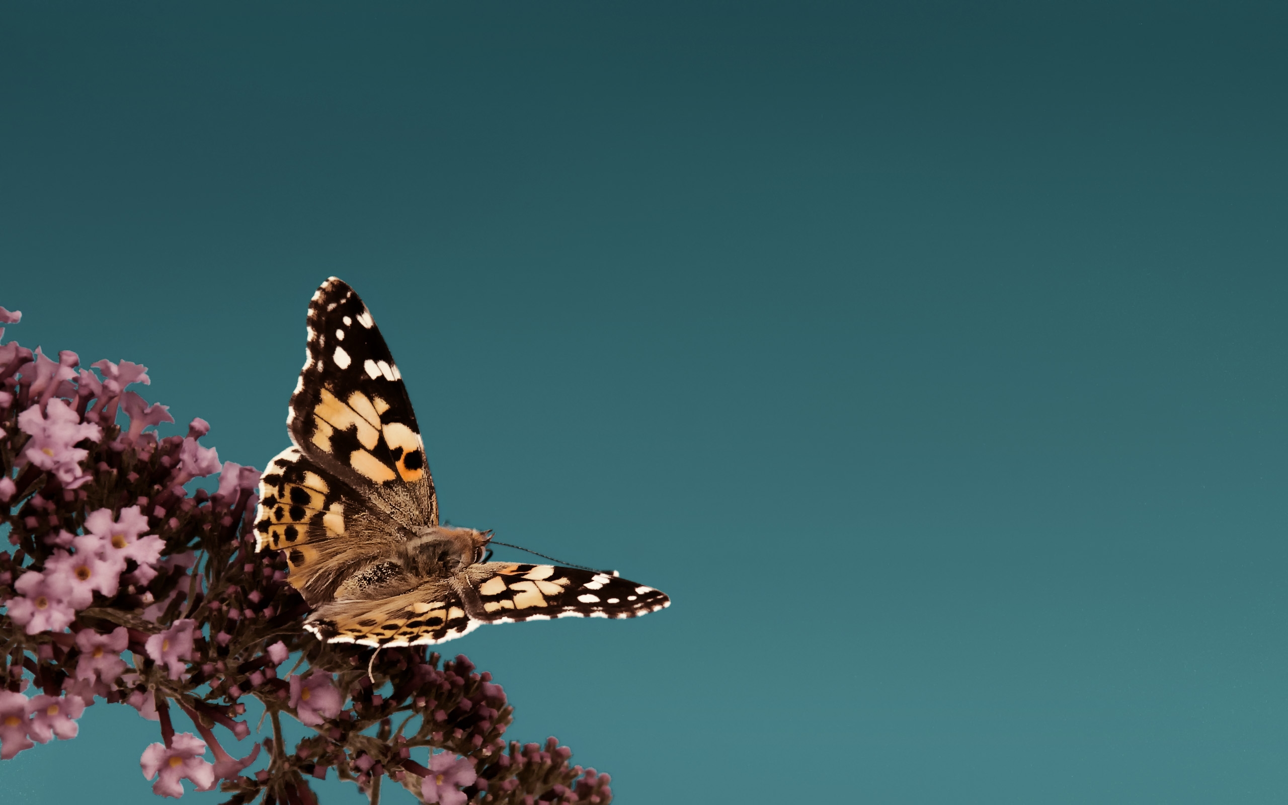 Free download wallpaper Butterfly, Animal on your PC desktop