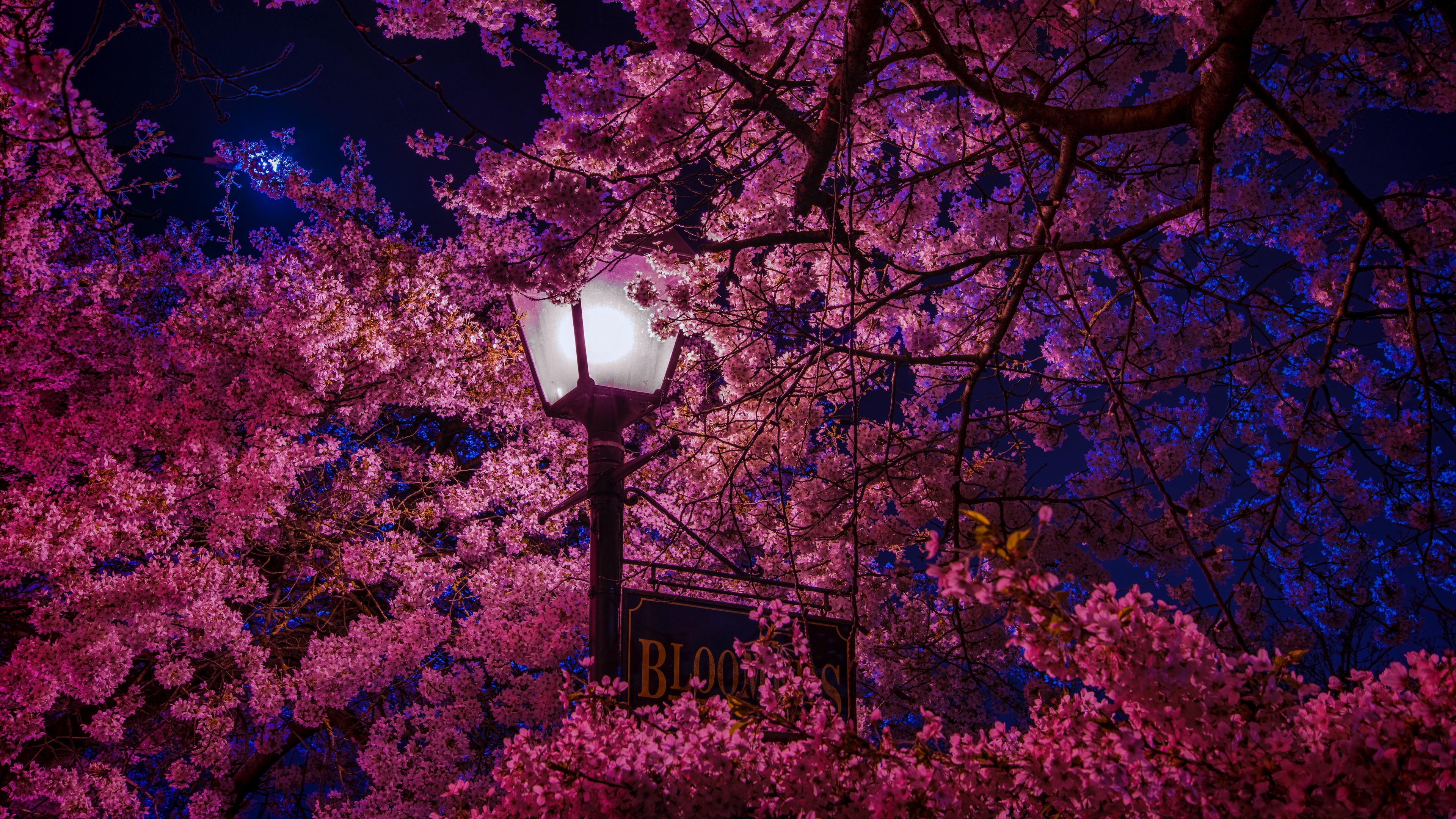 939196 baixar papel de parede fotografia, noite, floração, poste de luz, flor rosa, sakura - protetores de tela e imagens gratuitamente