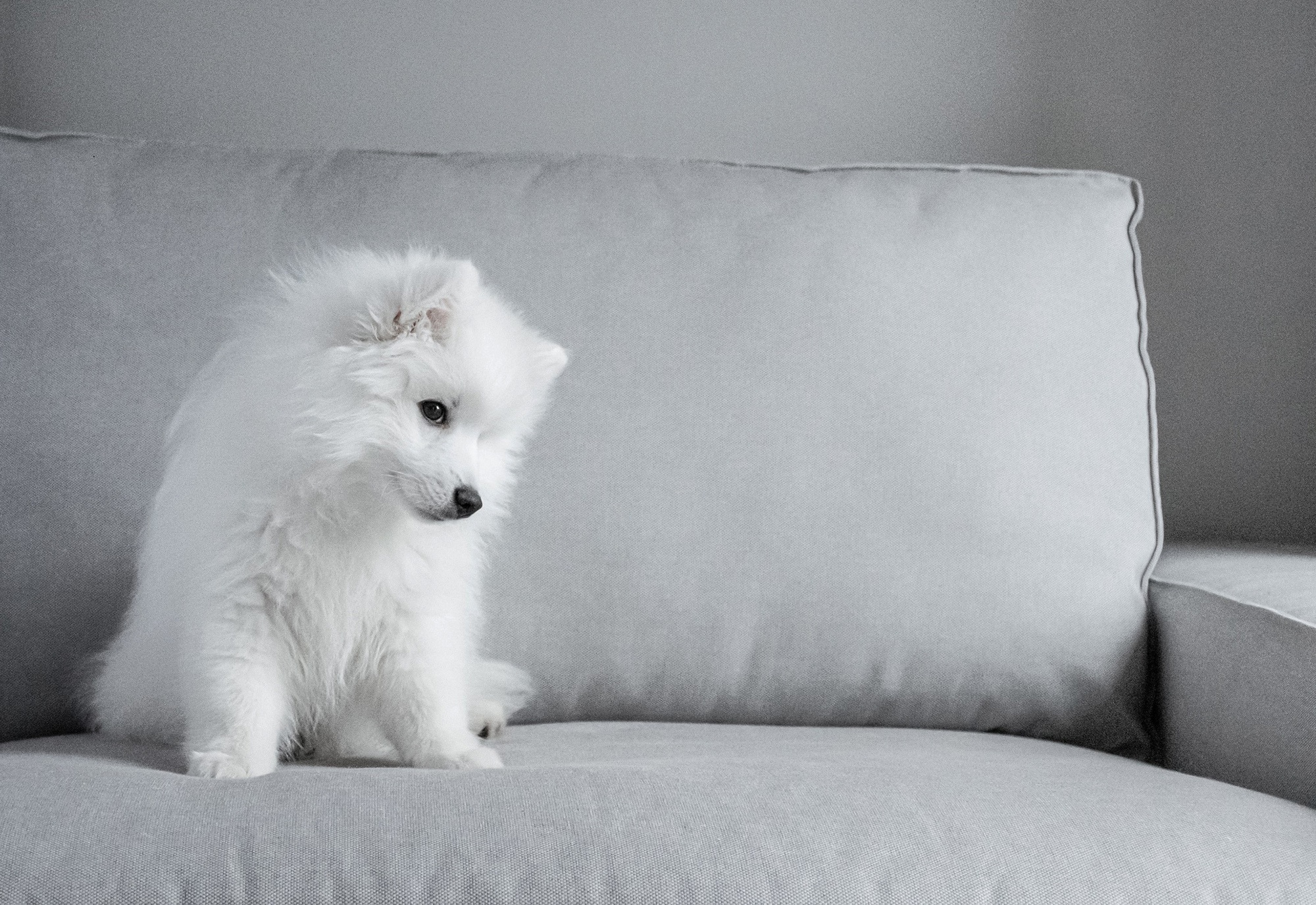 Download mobile wallpaper Dogs, Dog, Animal, Puppy, Samoyed, Baby Animal for free.