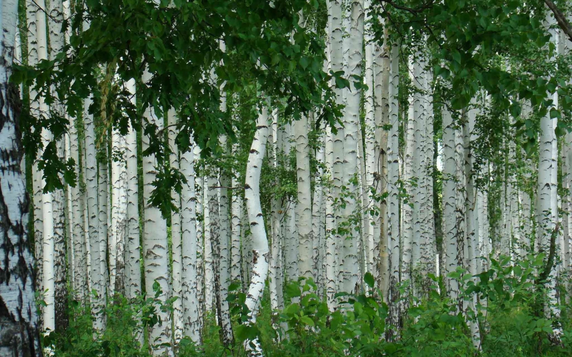 Laden Sie das Birken, Wald, Baum, Frühling, Erde/natur-Bild kostenlos auf Ihren PC-Desktop herunter