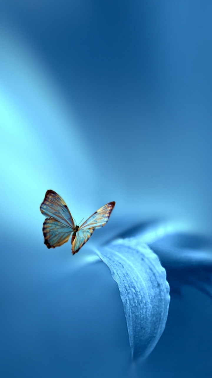 無料モバイル壁紙動物, 蝶, 葉, 大きい, 青いをダウンロードします。