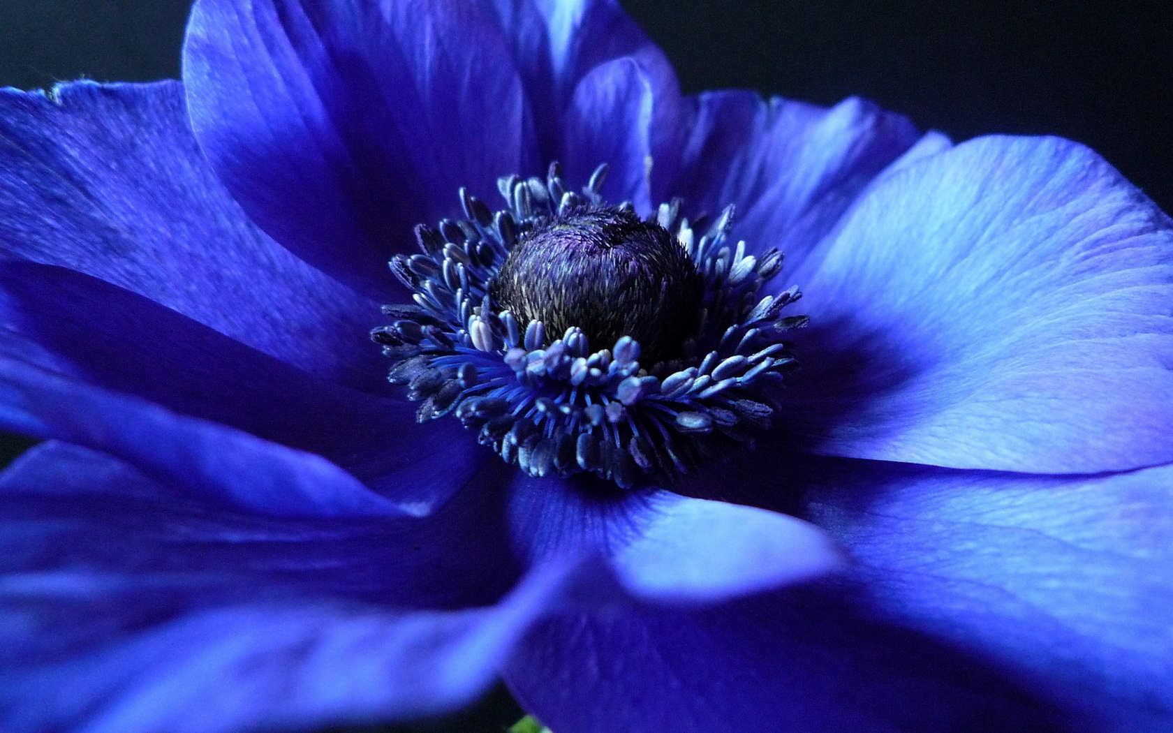 earth, anemone, blue flower, close up, flower, flowers