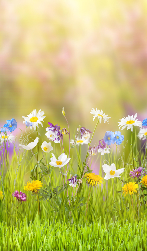 Handy-Wallpaper Natur, Blume, Frühling, Sonnig, Gras, Gelbe Blume, Weiße Blume, Erde/natur kostenlos herunterladen.