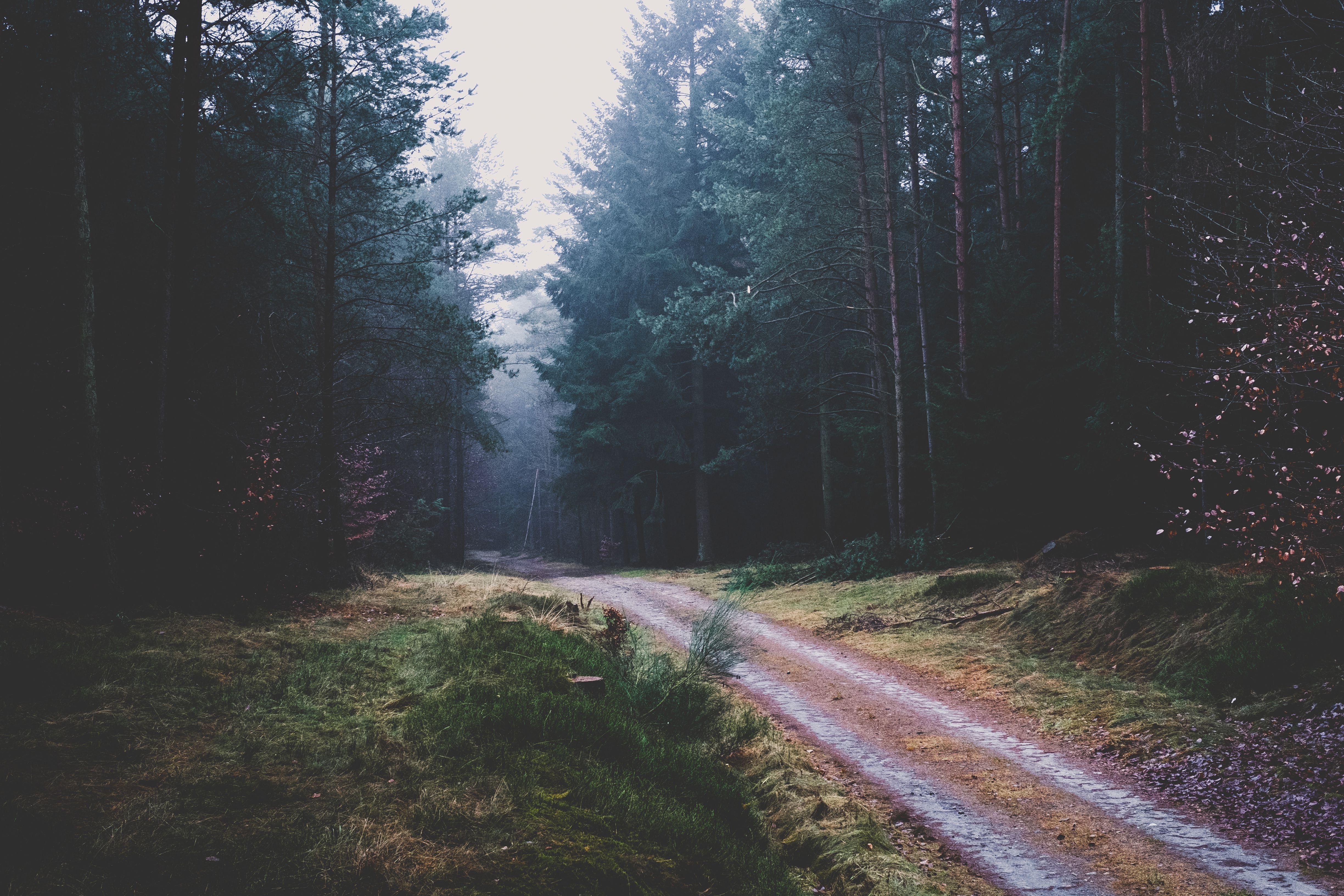 Free download wallpaper Nature, Trees, Forest, Path on your PC desktop