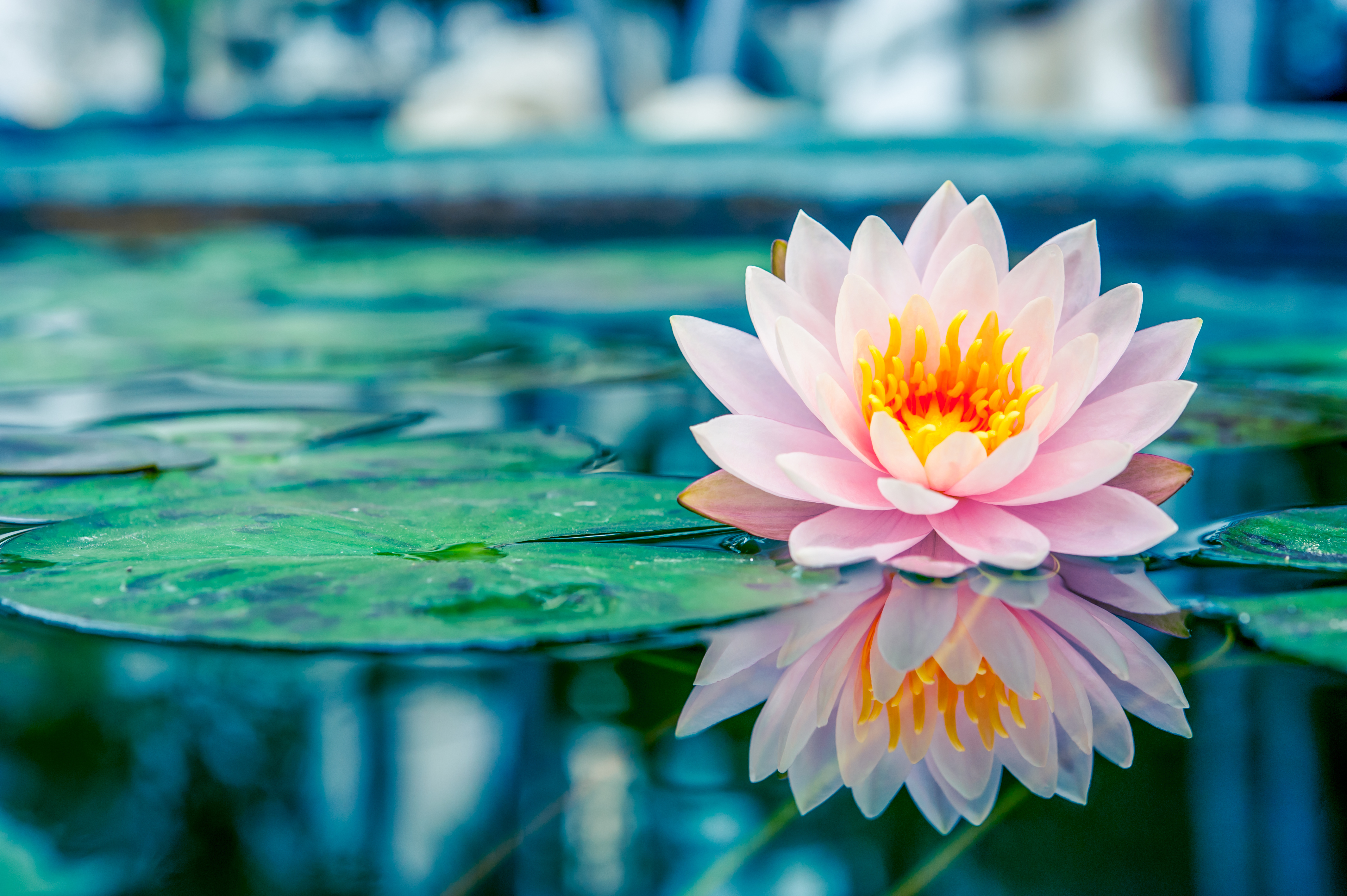 Free download wallpaper Nature, Flowers, Reflection, Flower, Leaf, Earth, Water Lily on your PC desktop
