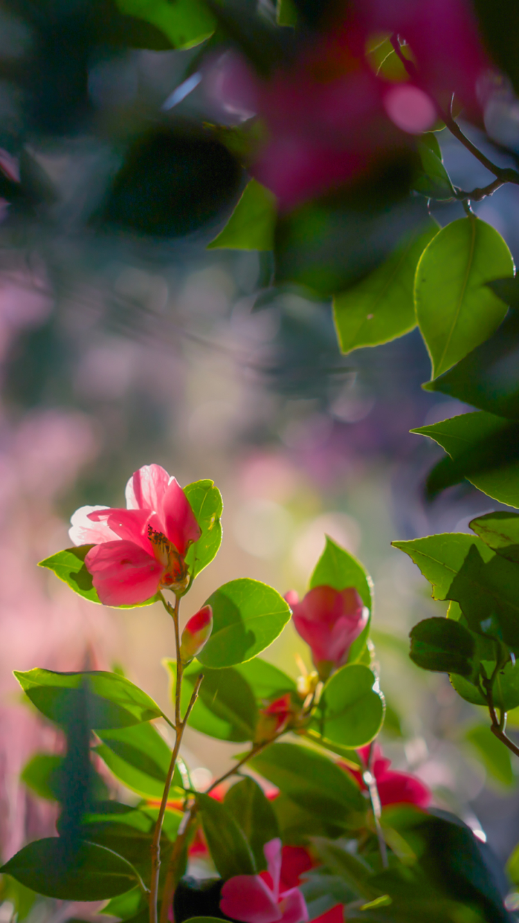 無料モバイル壁紙自然, フラワーズ, 葉, 花, 地球, カメリア, ピンクの花をダウンロードします。