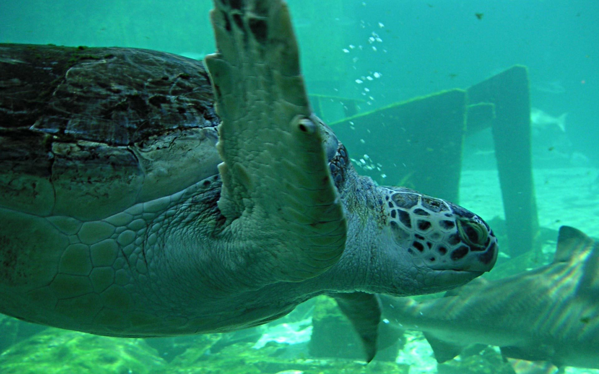 Free download wallpaper Turtles, Sea, Animals on your PC desktop