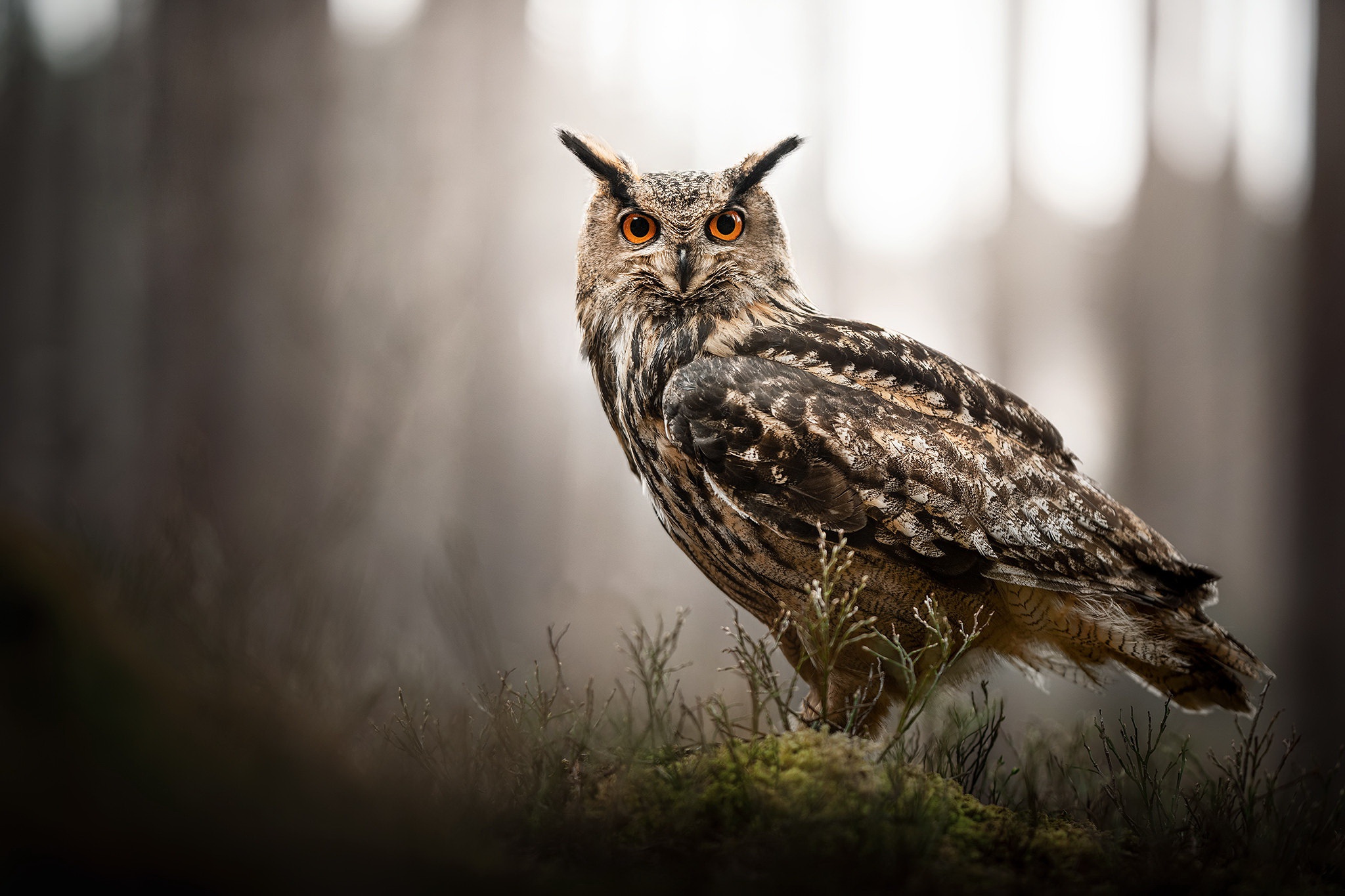 Download mobile wallpaper Birds, Owl, Bird, Animal, Great Horned Owl for free.