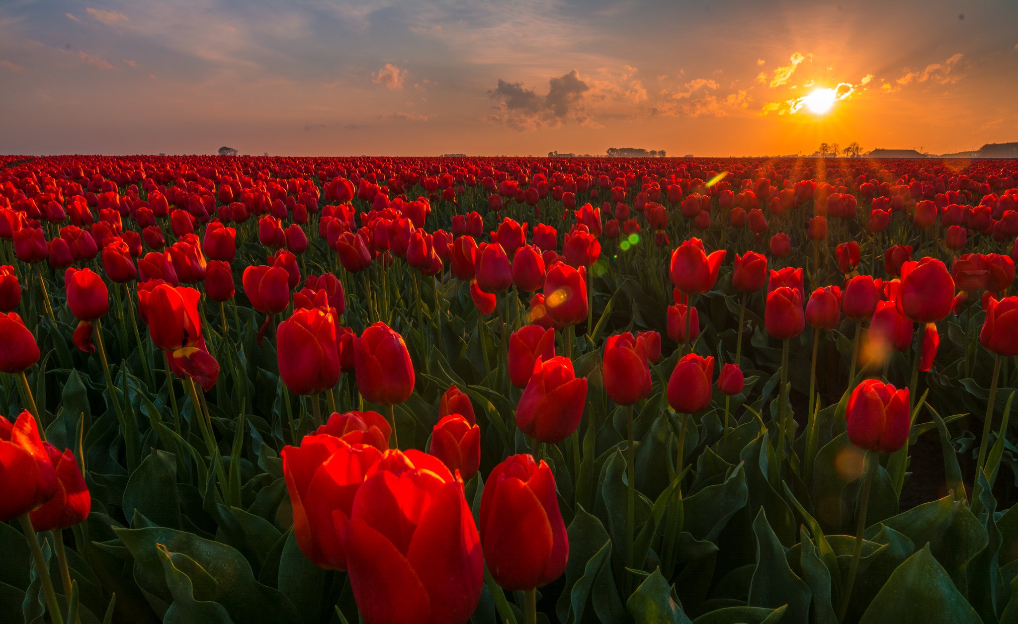 Free download wallpaper Nature, Flowers, Flower, Sunrise, Earth, Tulip, Red Flower on your PC desktop