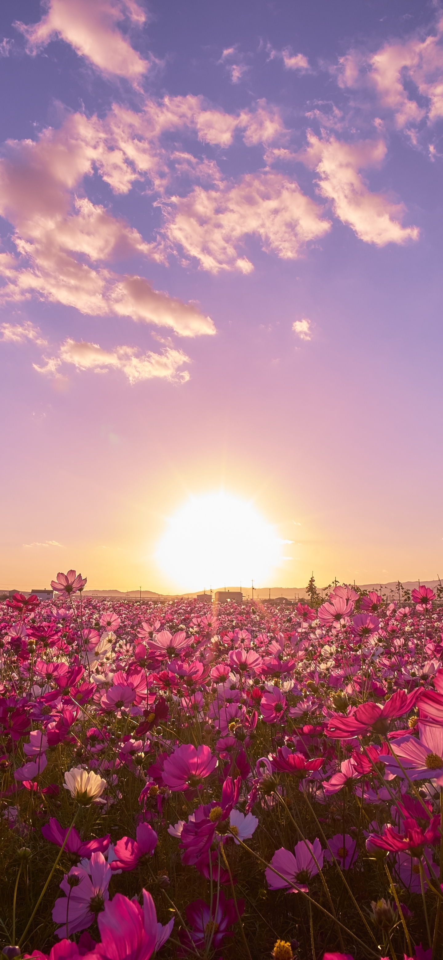 Download mobile wallpaper Nature, Flowers, Sky, Sun, Flower, Earth, Field, Japan, Cosmos, Purple Flower for free.