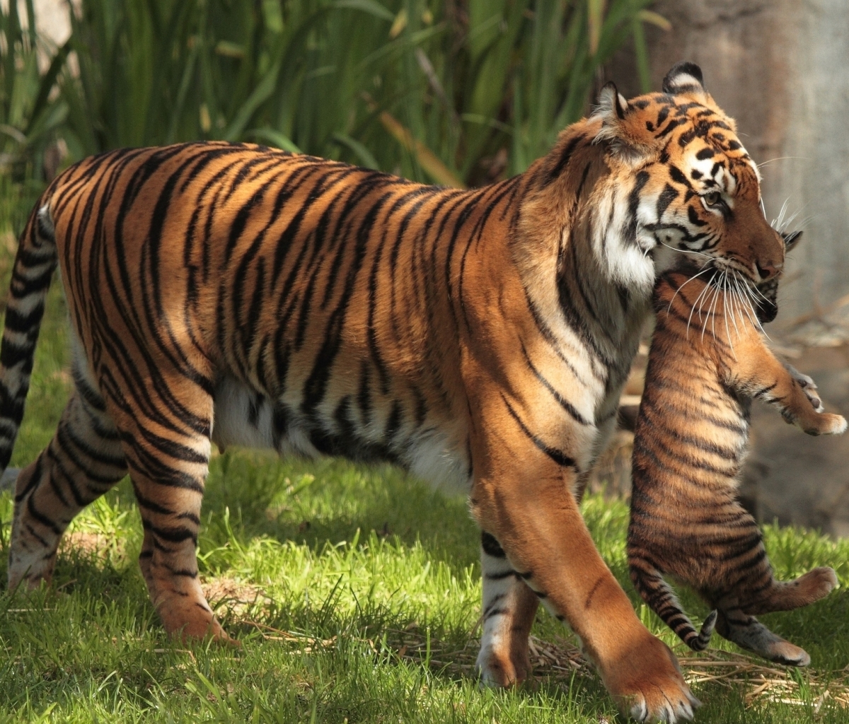 Download mobile wallpaper Cats, Tiger, Animal, Baby Animal, Cub for free.