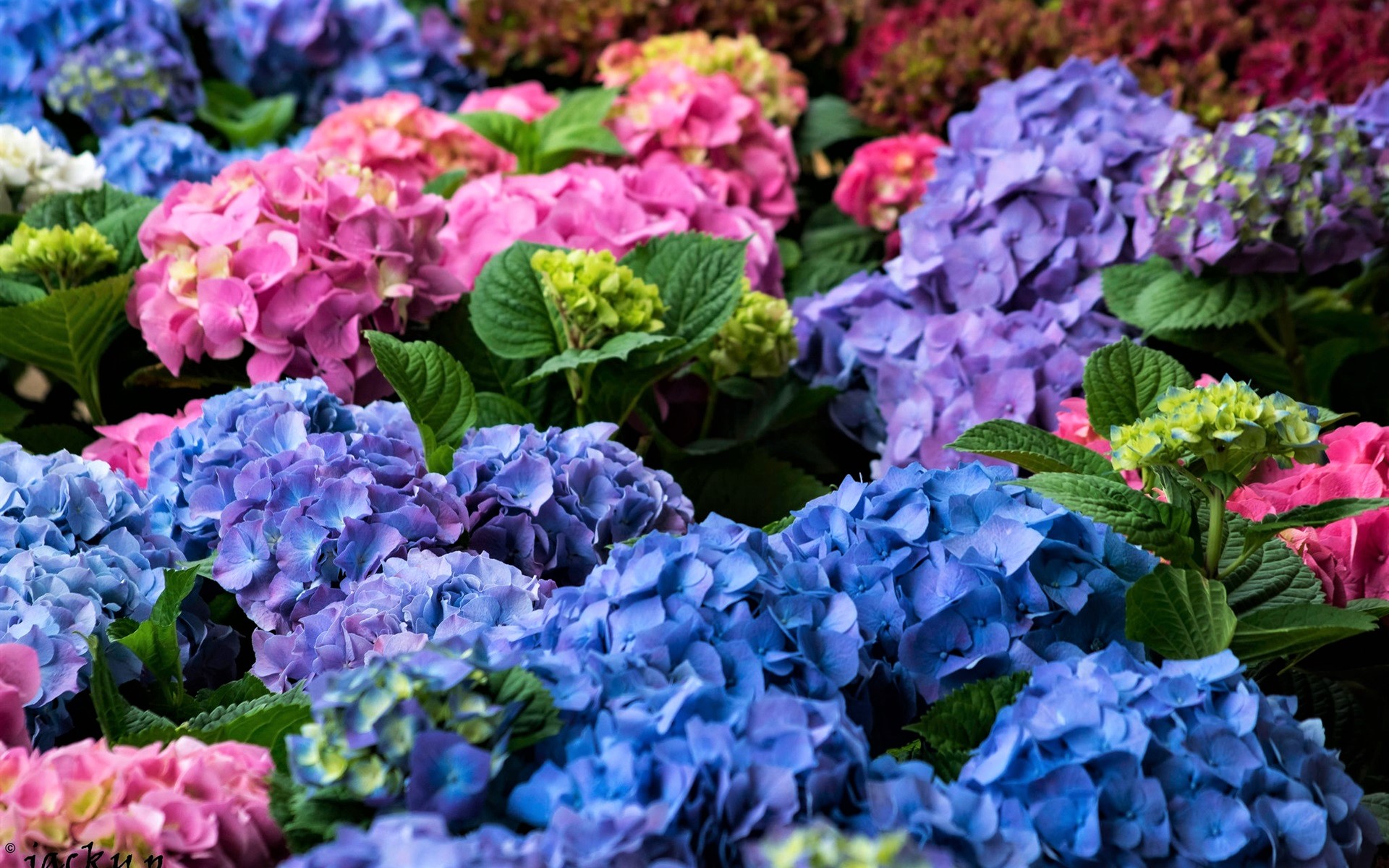 Скачати мобільні шпалери Квітка, Земля, Гортензія, Фіолетова Квітка, Рожева Квітка, Синя Квітка, Флауерзи безкоштовно.