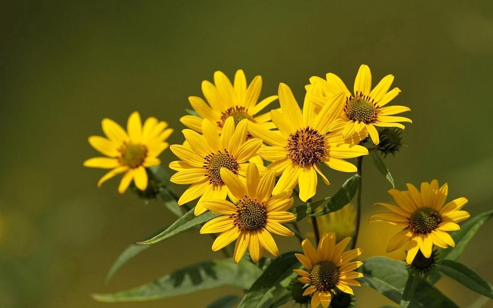 flowers, yellow, blur, smooth, greens, bouquet, stems