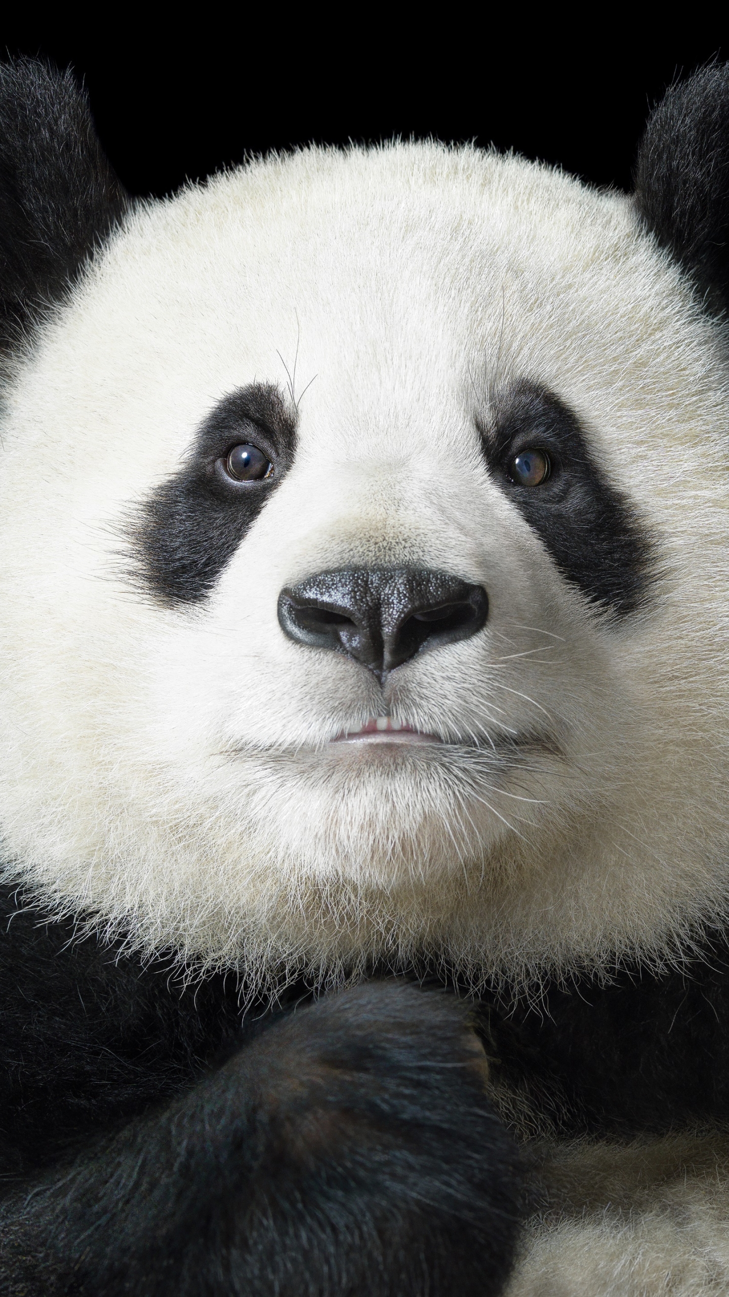 Handy-Wallpaper Tiere, Panda kostenlos herunterladen.