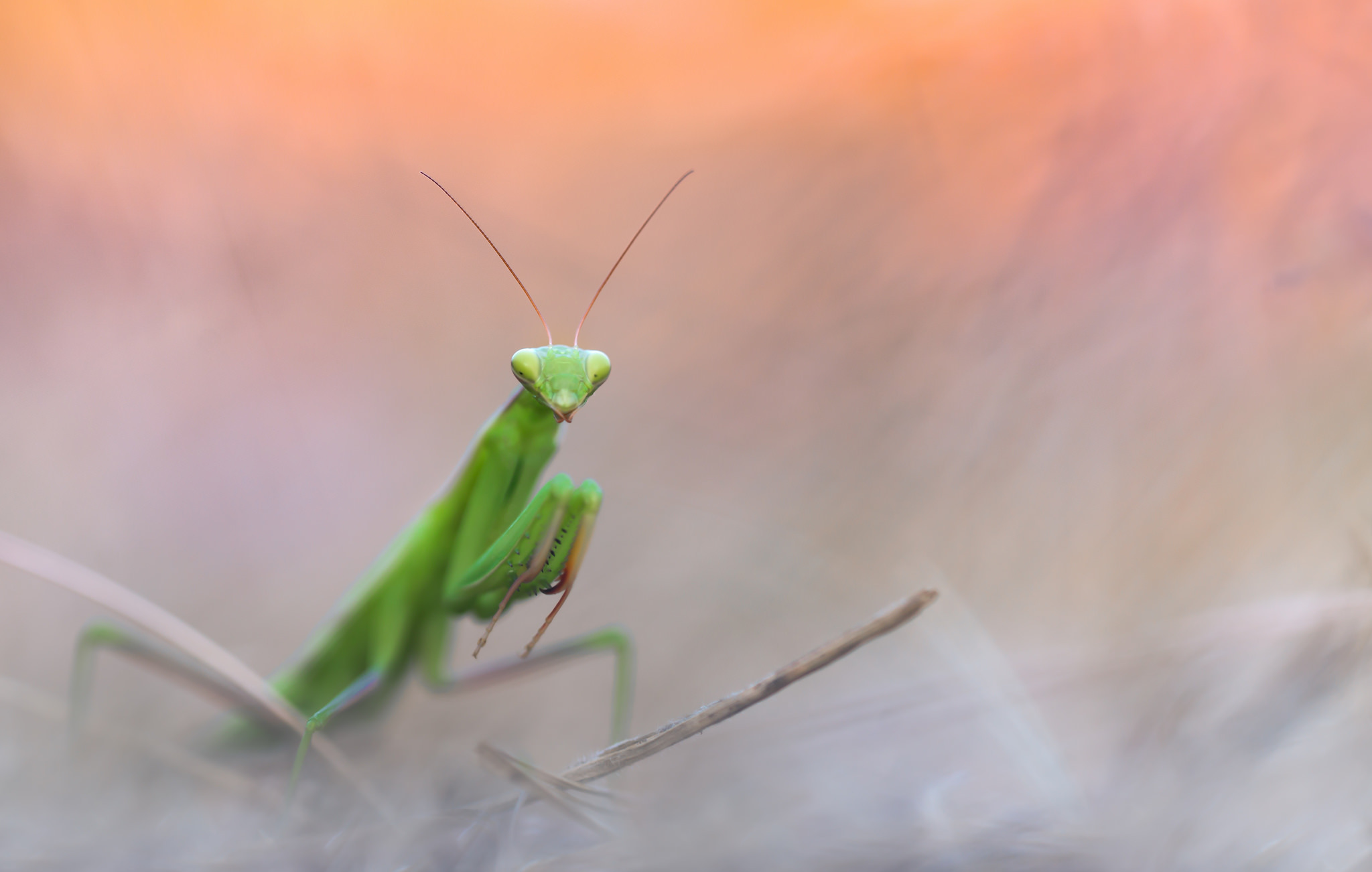Free download wallpaper Insects, Macro, Insect, Animal, Praying Mantis on your PC desktop