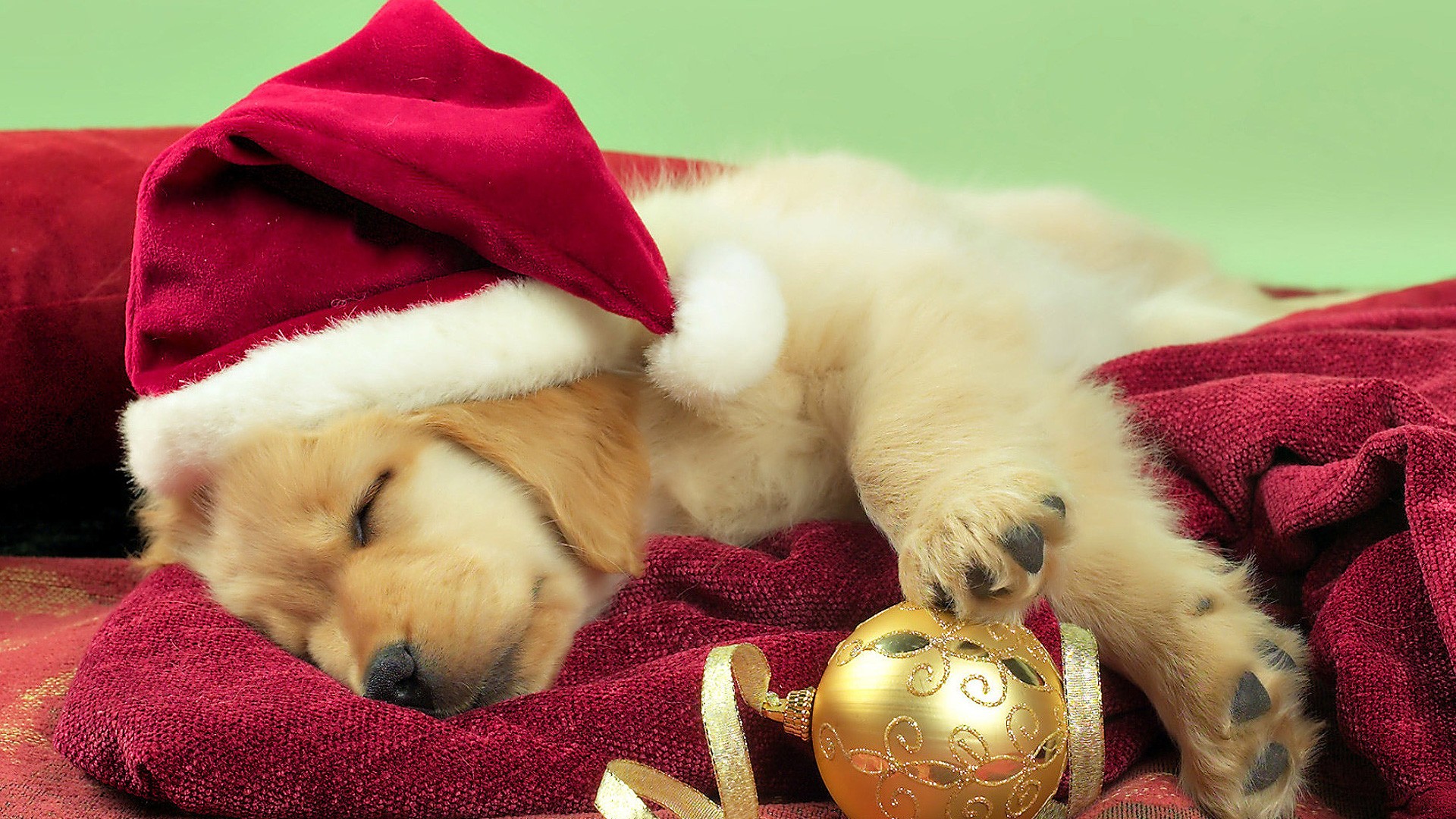 210795画像をダウンロードクリスマス, ホリデー, クリスマスオーナメント, 可愛い, 犬, サンタハット-壁紙とスクリーンセーバーを無料で