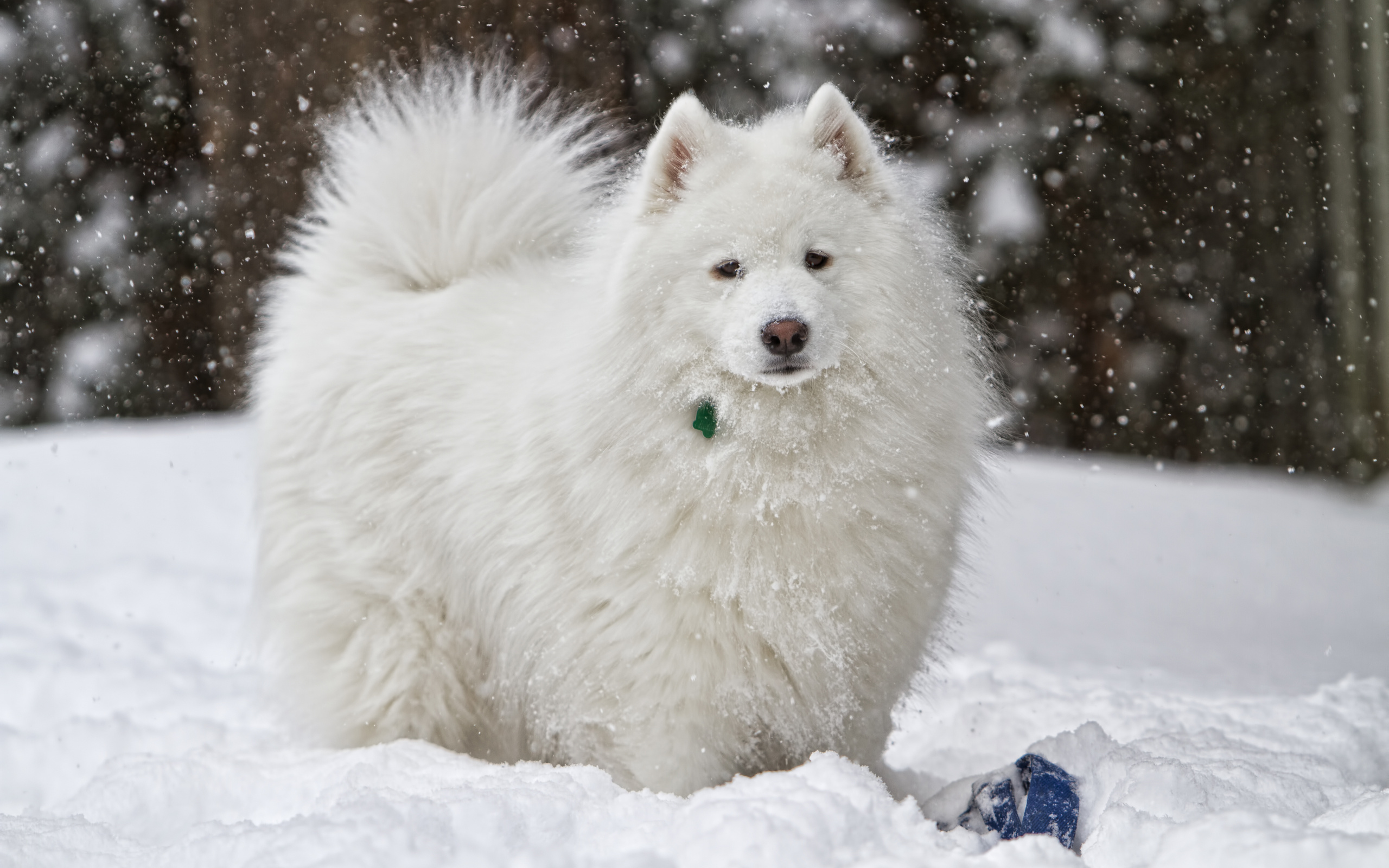298781 скачать обои самоед, животные, собака, снег, зима, собаки - заставки и картинки бесплатно