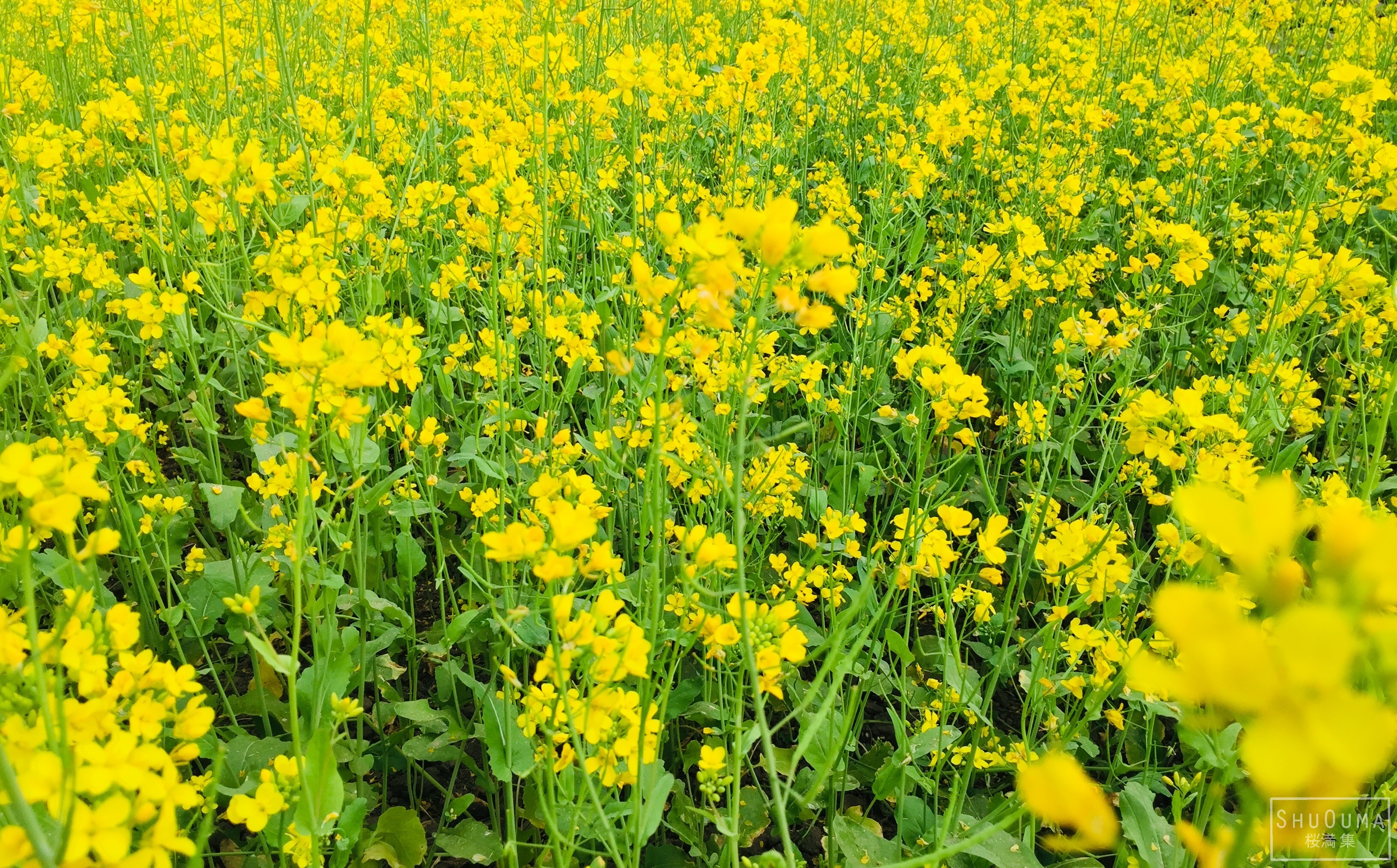 Download mobile wallpaper Flowers, Flower, Earth, Mustard Plant for free.