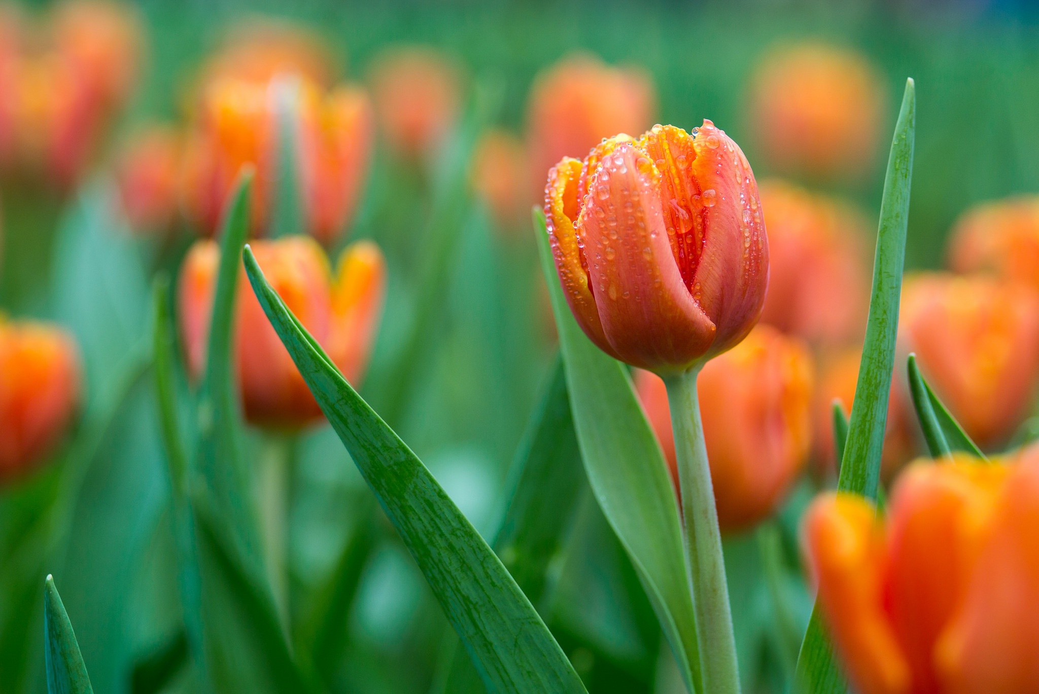 Descarga gratuita de fondo de pantalla para móvil de Naturaleza, Flores, Flor, Tulipán, Tierra/naturaleza, Flor Naranja.