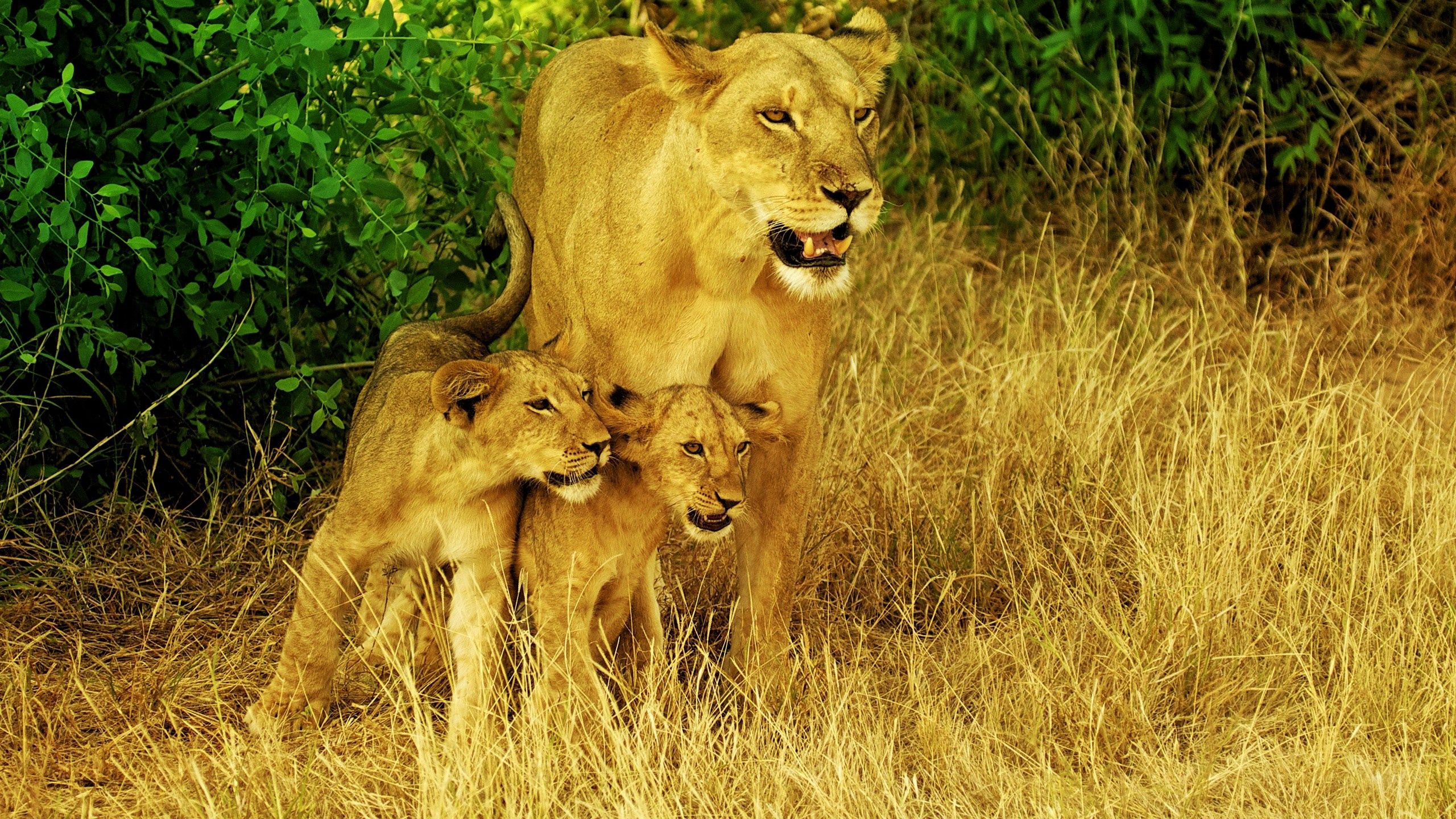 PCデスクトップに動物, 草, 散歩, 家族, ライオン画像を無料でダウンロード