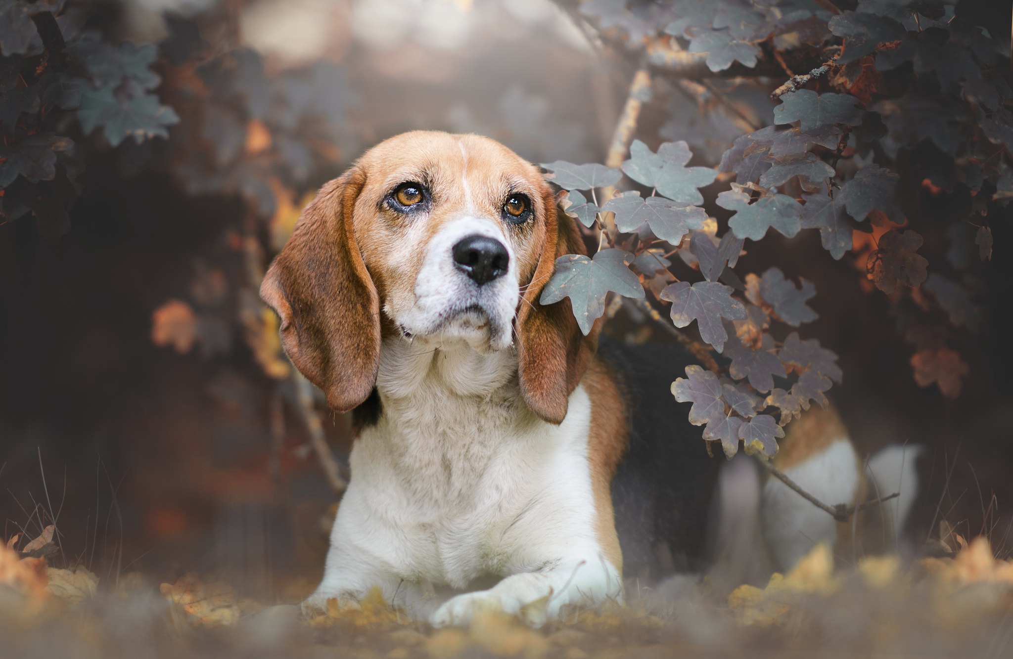 Download mobile wallpaper Dogs, Dog, Animal, Beagle for free.