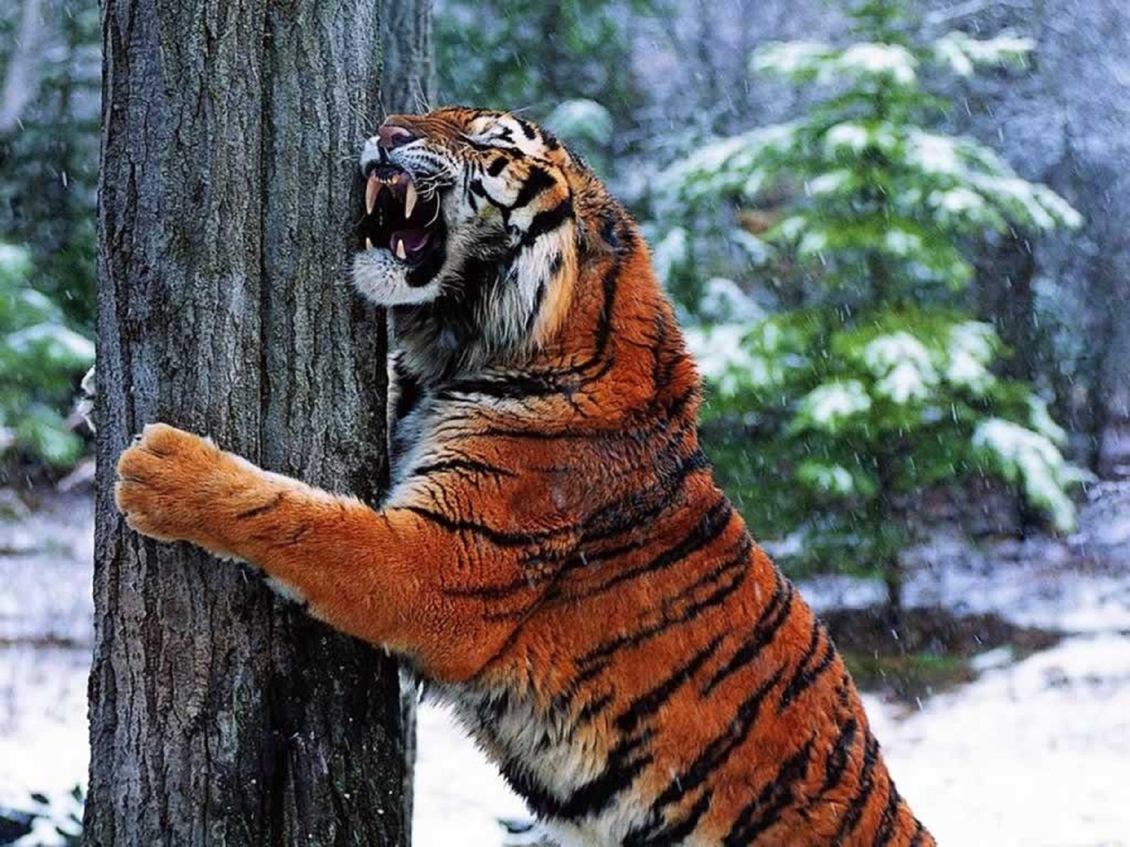 Baixar papel de parede para celular de Animais, Gatos, Tigre gratuito.