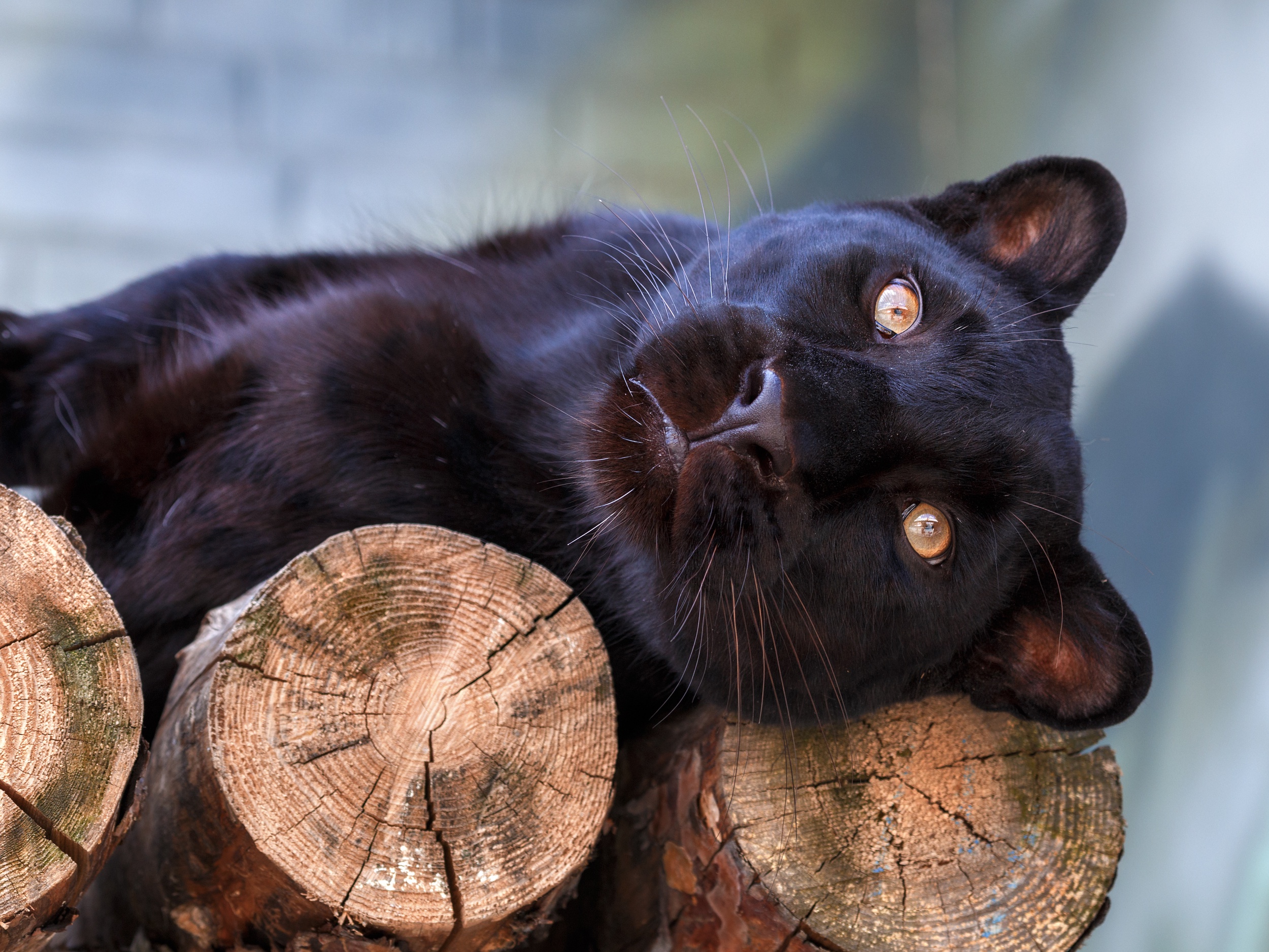 Baixe gratuitamente a imagem Animais, Gatos, Pantera Negra na área de trabalho do seu PC