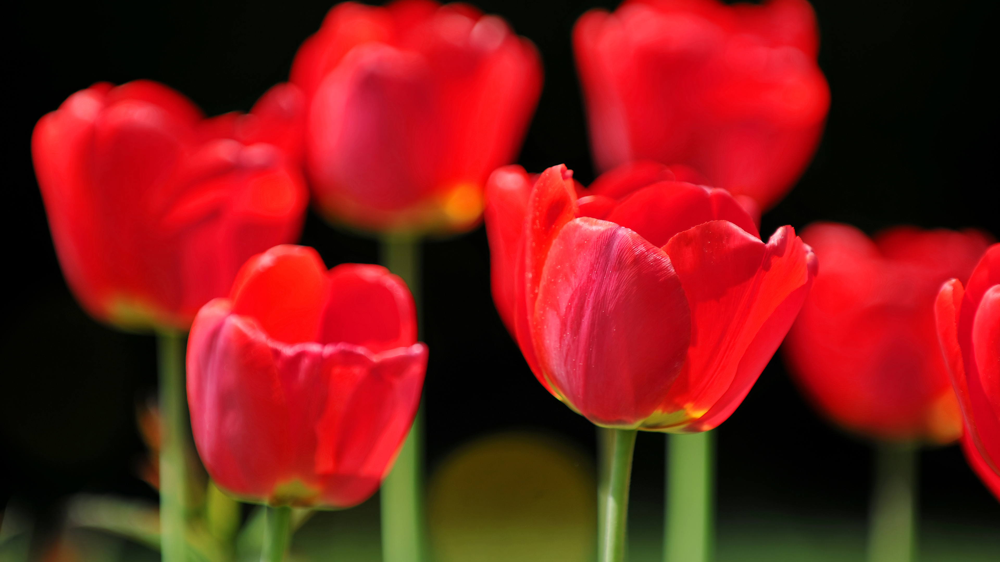 Download mobile wallpaper Tulip, Flowers, Earth for free.