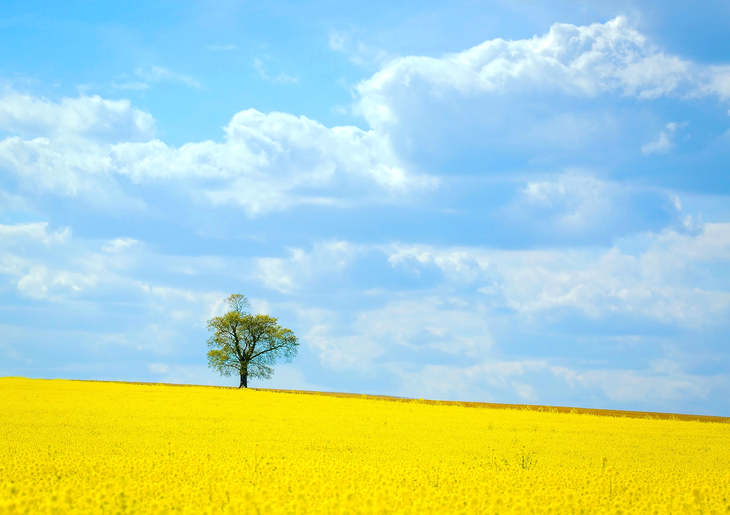 Download mobile wallpaper Nature, Sky, Tree, Earth, Field, Spring, Cloud, Yellow Flower, Lonely Tree for free.