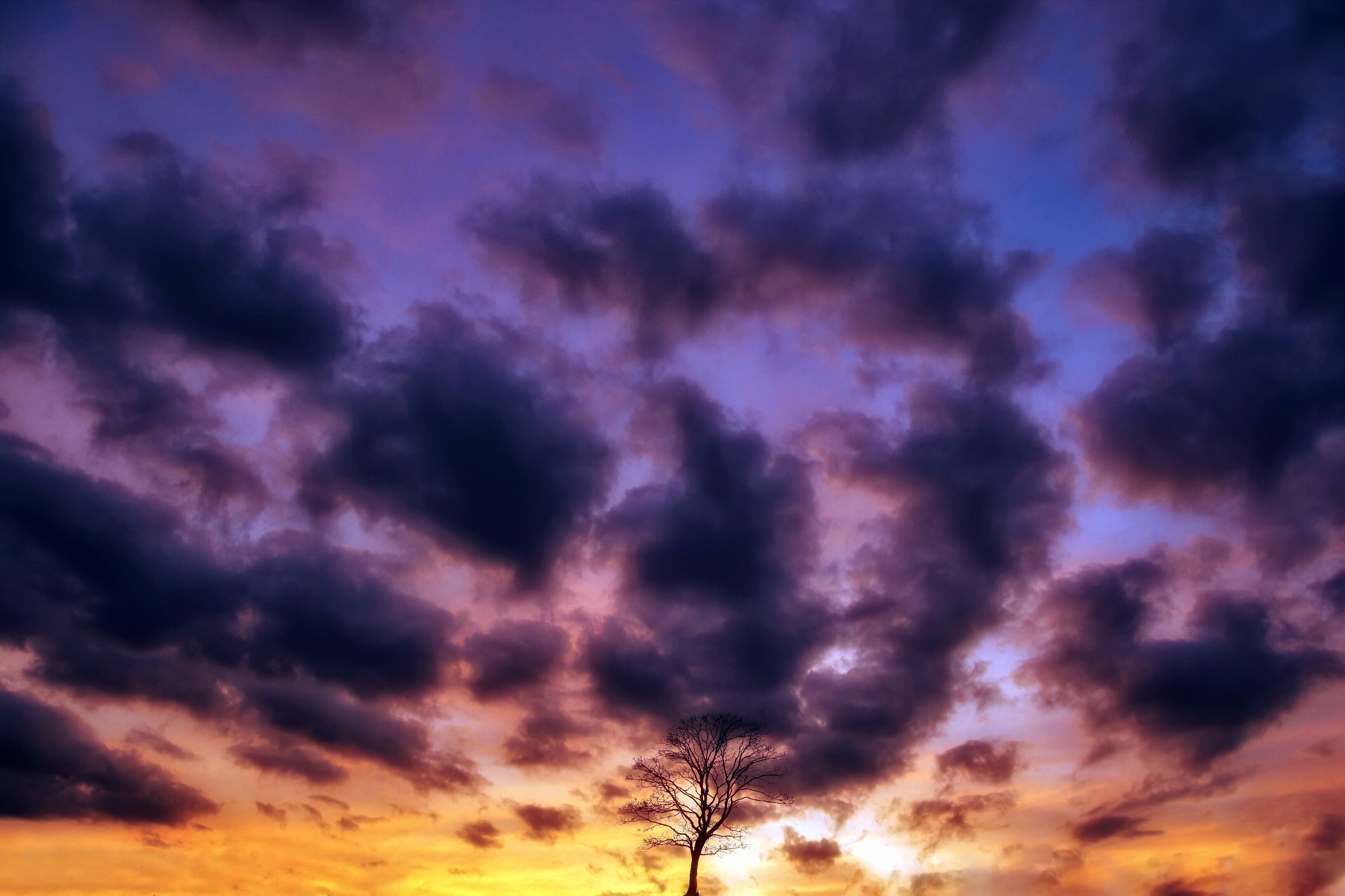 Скачать картинку Природа, Закат, Небо, Облака, Дерево, Пурпурный, Земля/природа, Одинокое Дерево в телефон бесплатно.
