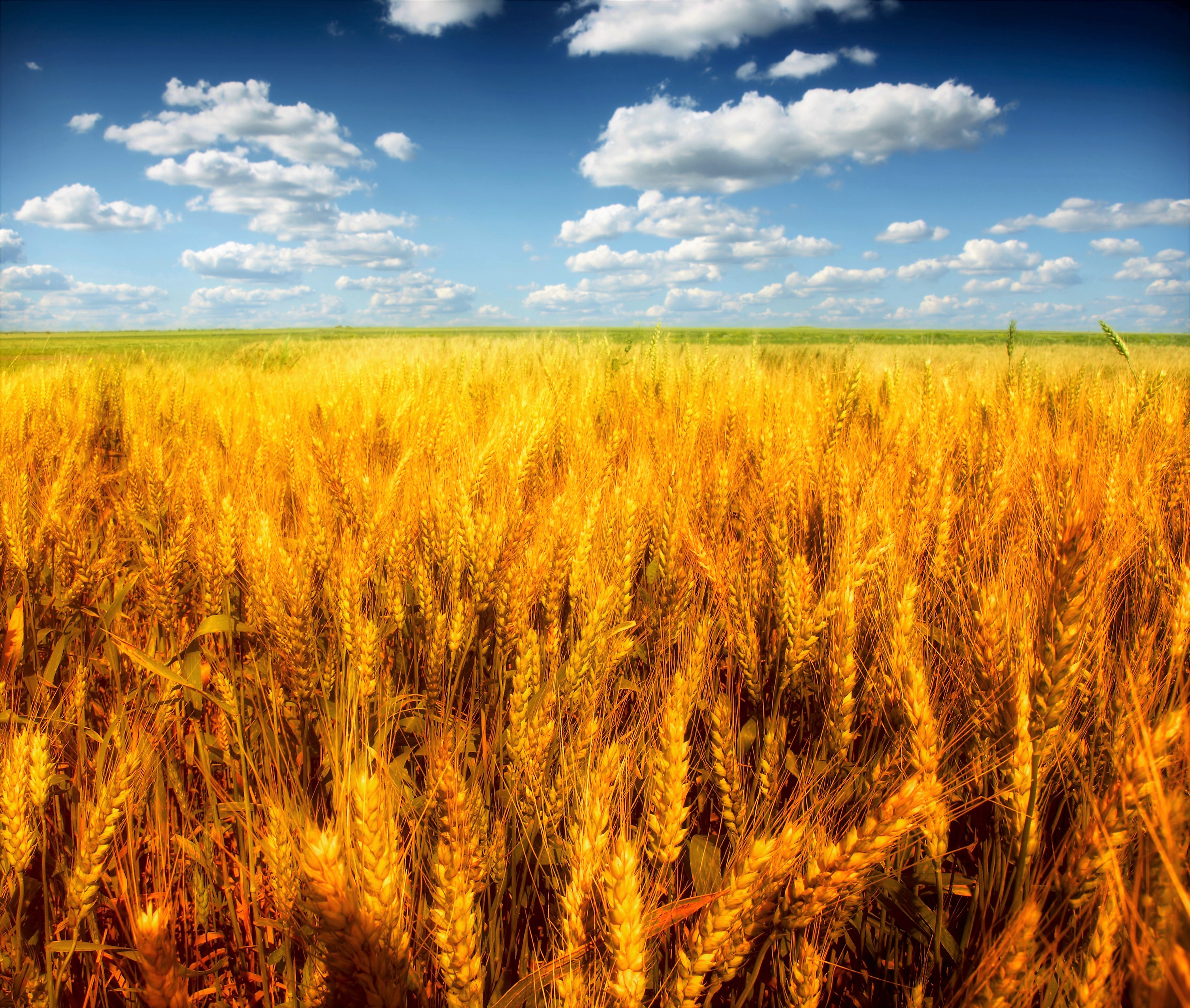 Free download wallpaper Sky, Summer, Wheat, Earth, Field, Cloud on your PC desktop