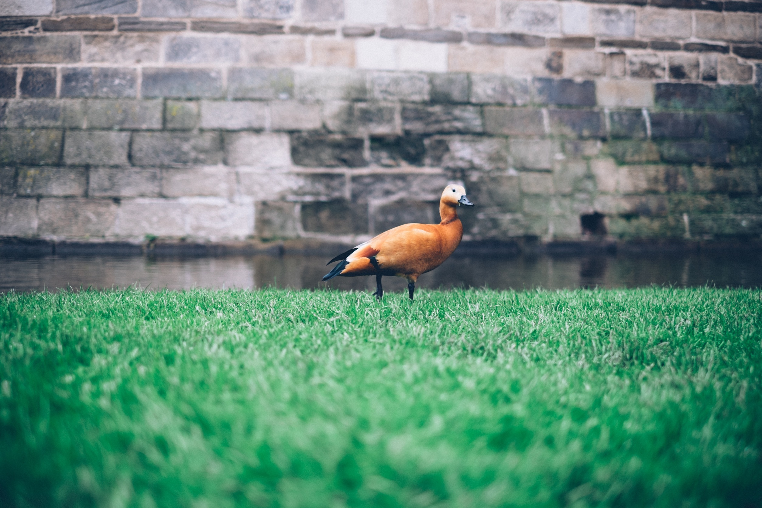 Baixe gratuitamente a imagem Animais, Aves, Grama, Pássaro, Pato na área de trabalho do seu PC