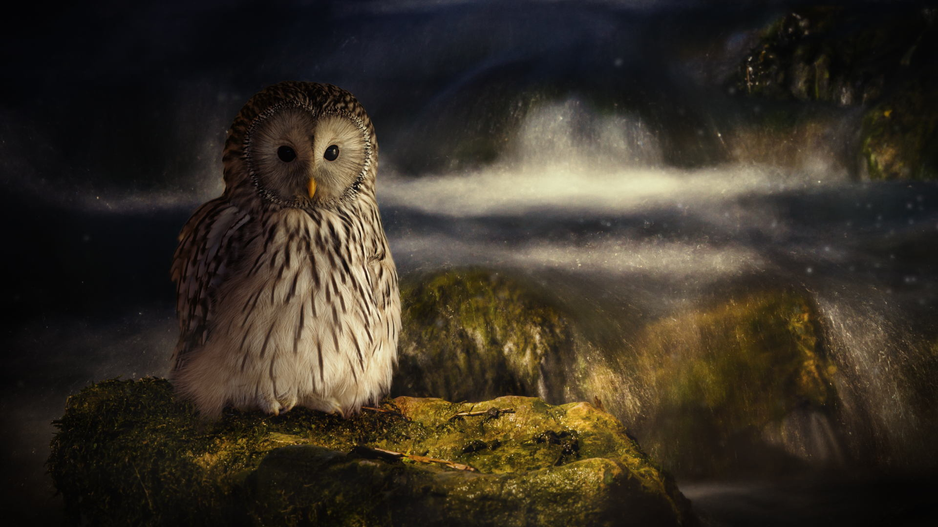 Download mobile wallpaper Birds, Owl, Bird, Animal, Stream for free.