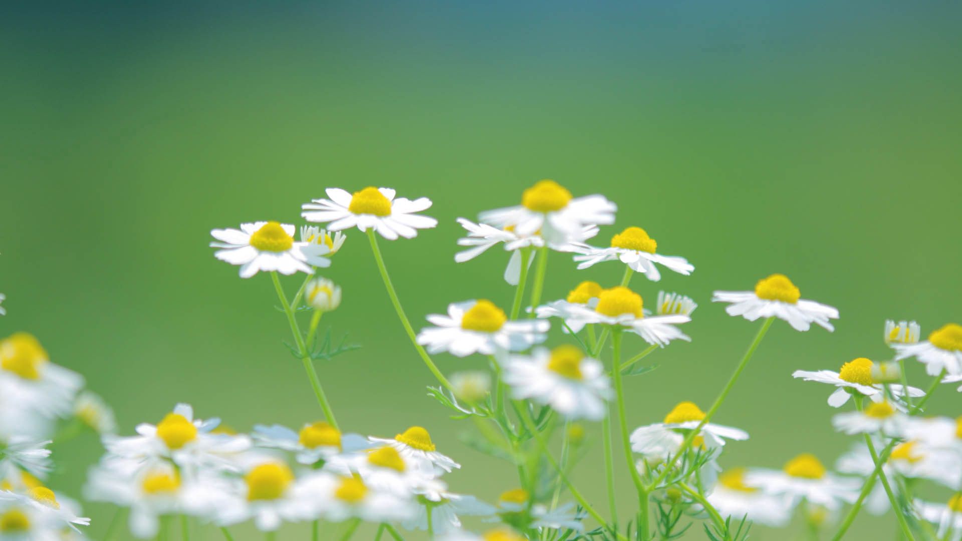 Free download wallpaper Flowers, Macro, Petals, Blur, Smooth, Camomile on your PC desktop