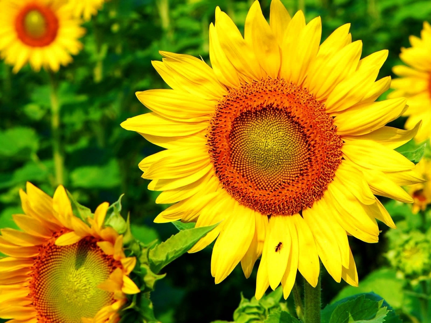 Download PC Wallpaper plants, sunflowers