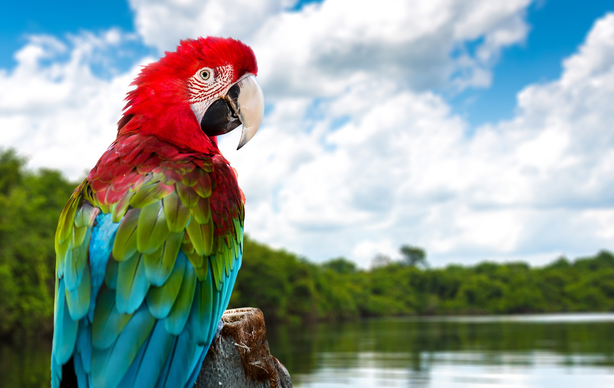 Descarga gratuita de fondo de pantalla para móvil de Animales, Pájaro, Guacamayo, Ara Chloropterus.