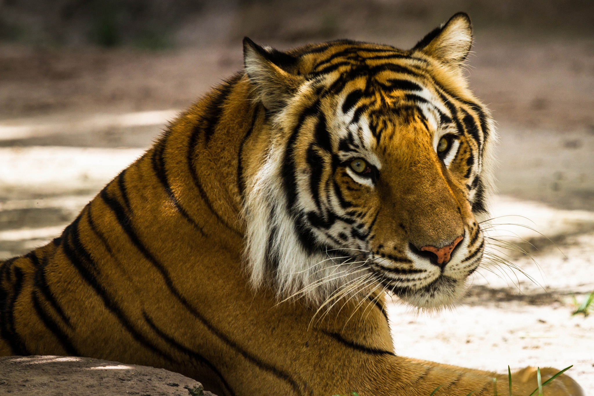 Baixar papel de parede para celular de Animais, Gatos, Tigre gratuito.