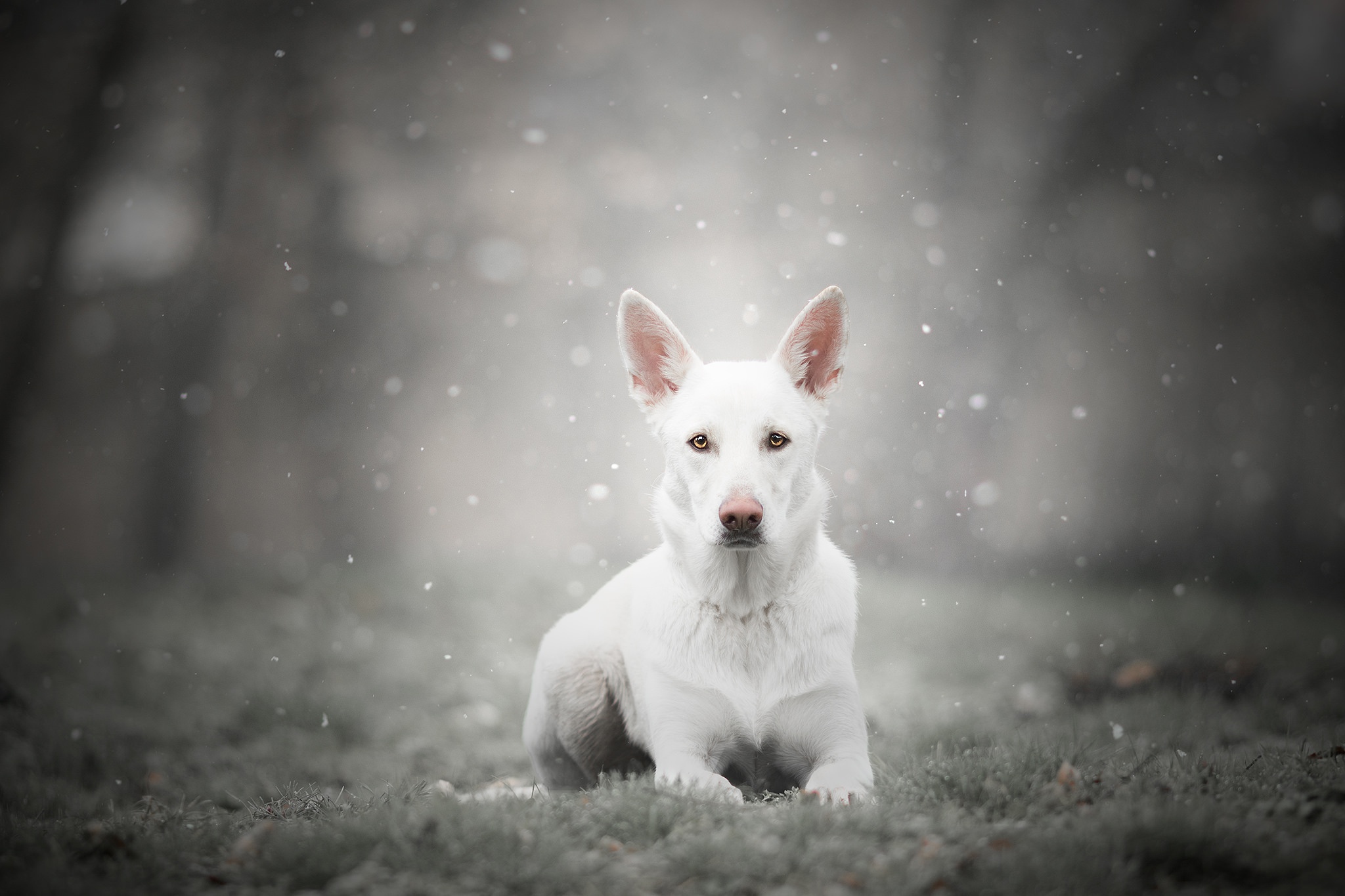 Laden Sie das Tiere, Hund, Tiefenschärfe, Berger Blanc Suisse-Bild kostenlos auf Ihren PC-Desktop herunter