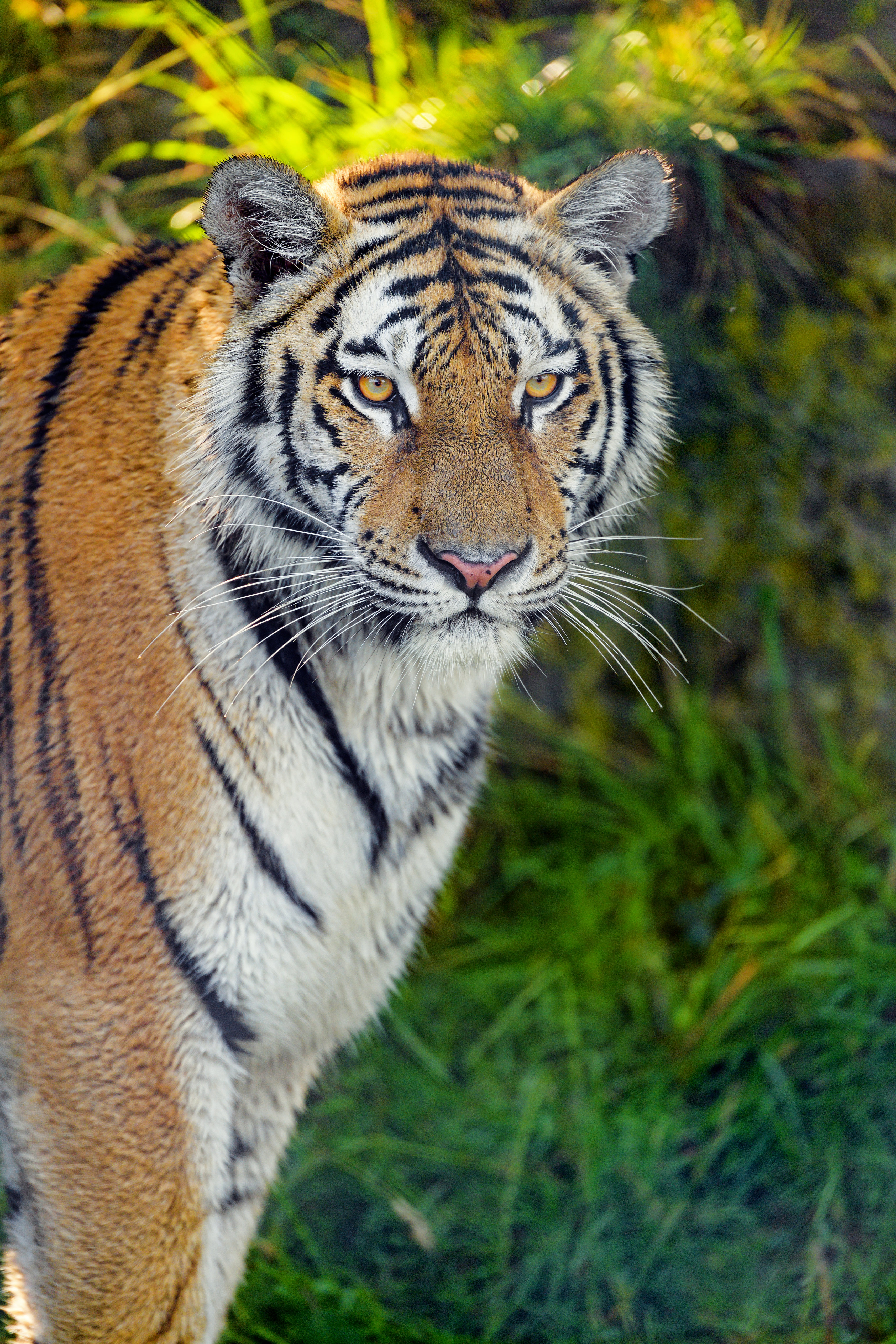 predator, animals, muzzle, grass, big cat, sight, opinion, tiger