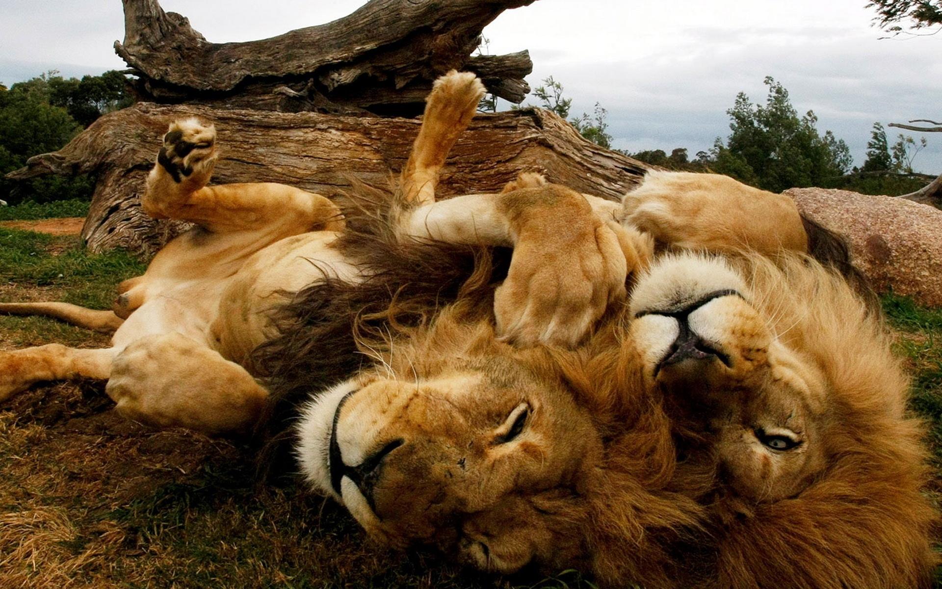 Téléchargez gratuitement l'image Animaux, Lion sur le bureau de votre PC