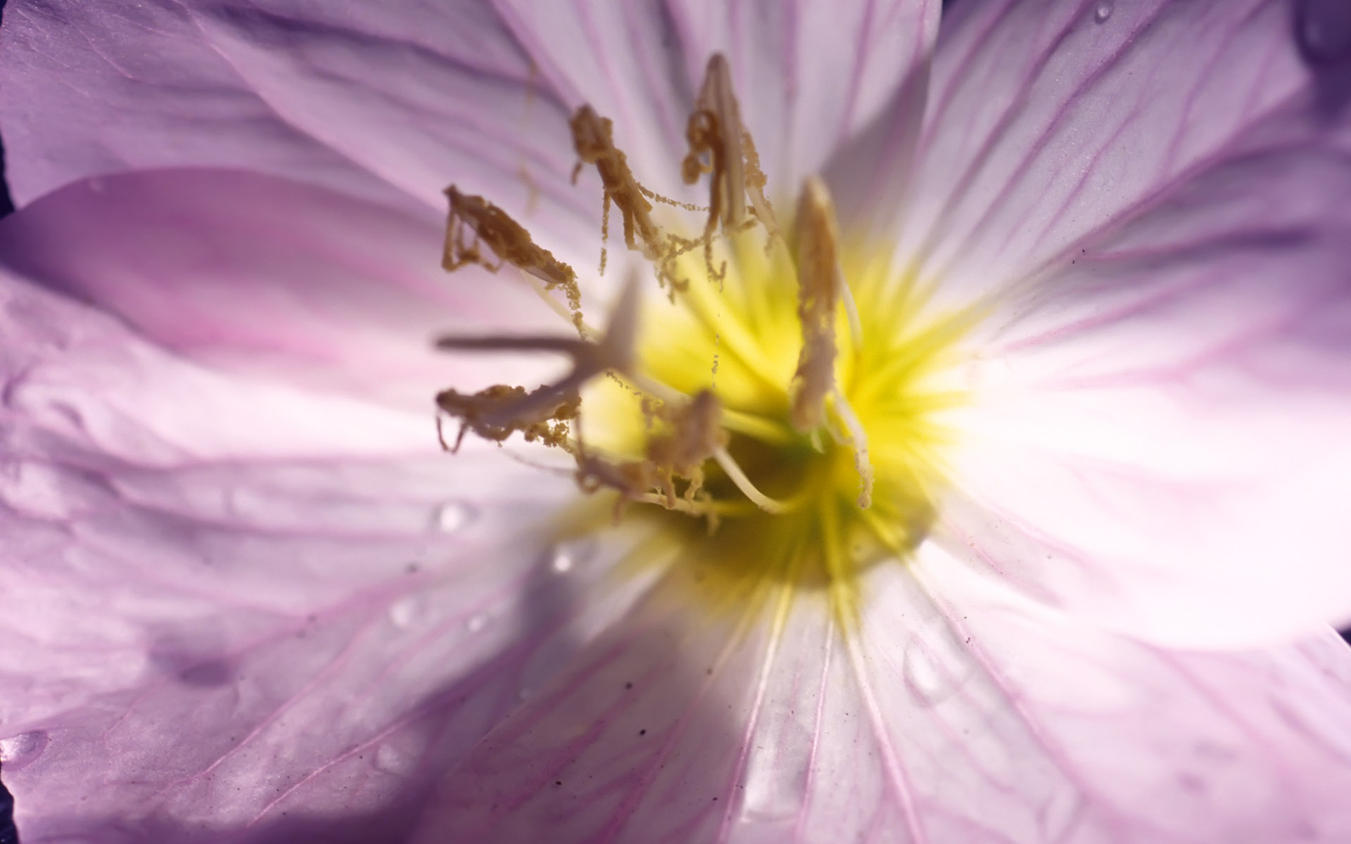 Téléchargez gratuitement l'image Fleurs, Fleur, Terre/nature sur le bureau de votre PC