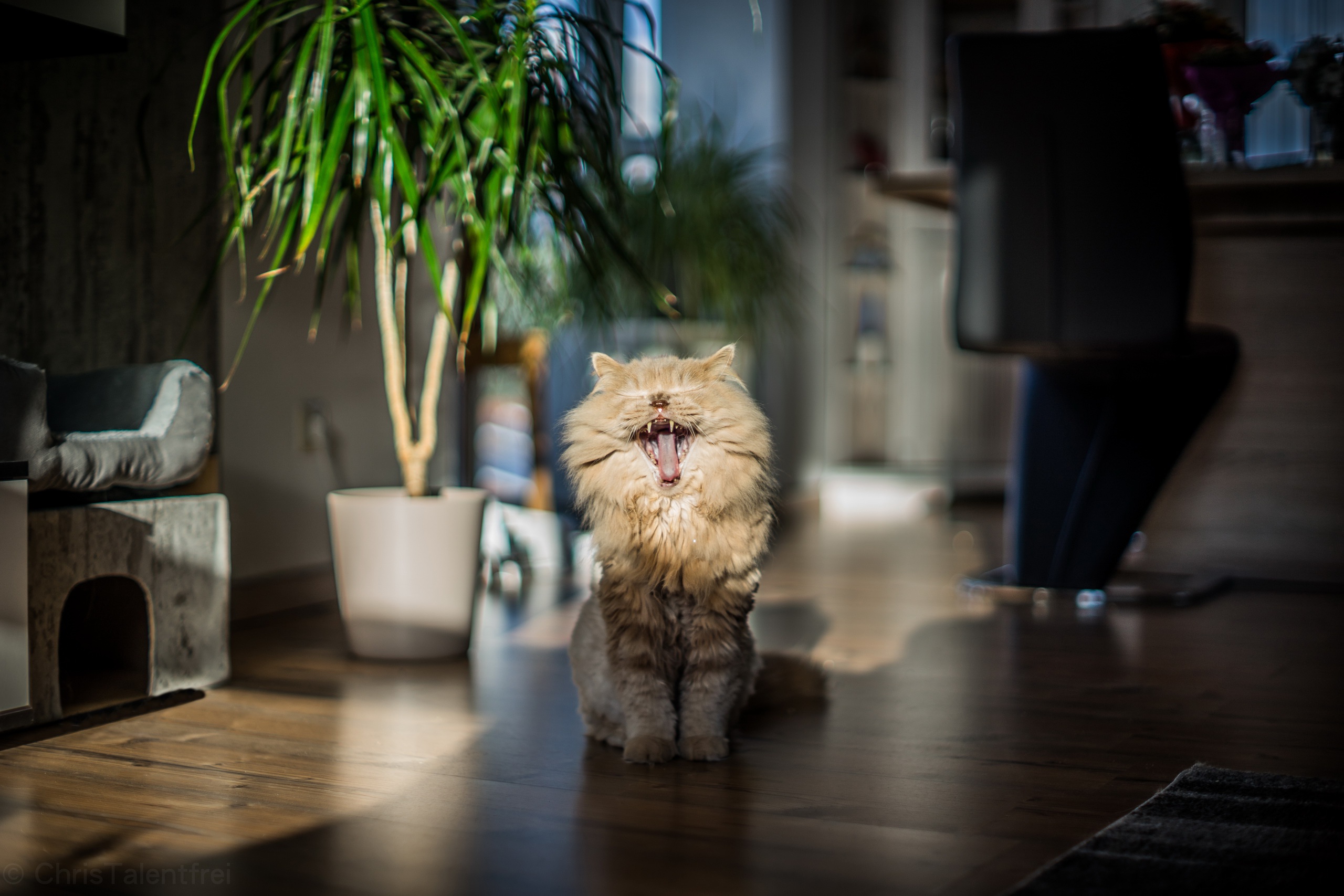 Téléchargez gratuitement l'image Animaux, Chats, Chat sur le bureau de votre PC