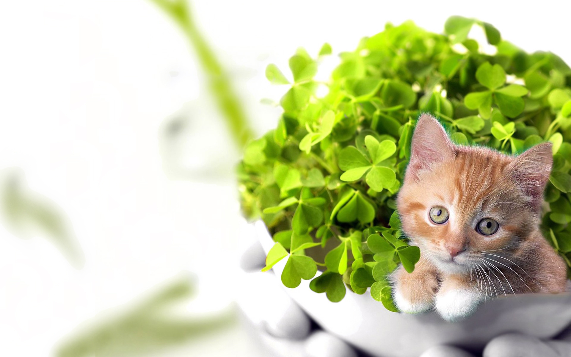 Free download wallpaper Cat, Animal on your PC desktop