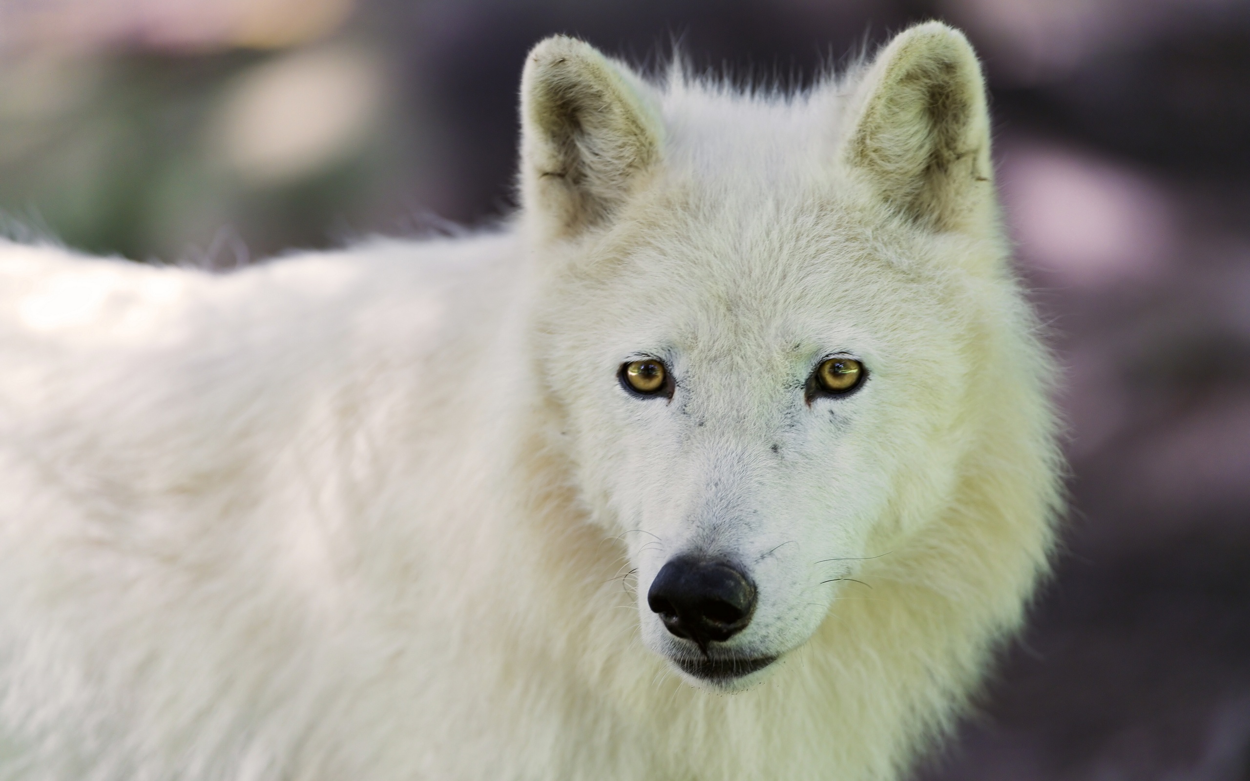 Descarga gratuita de fondo de pantalla para móvil de Animales, Lobo, Wolves.